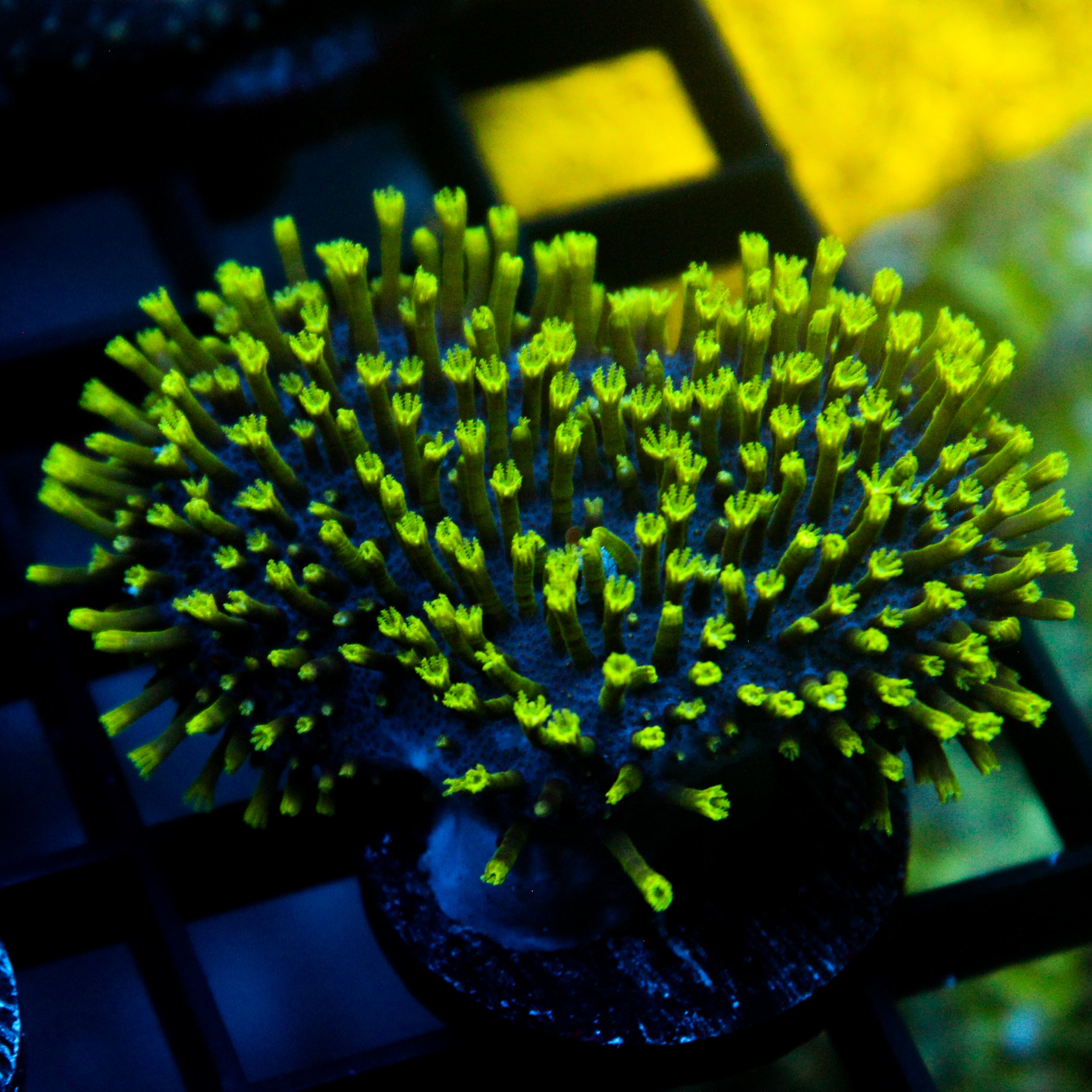 JC Neon Green Tip Toadstool Aquacultured