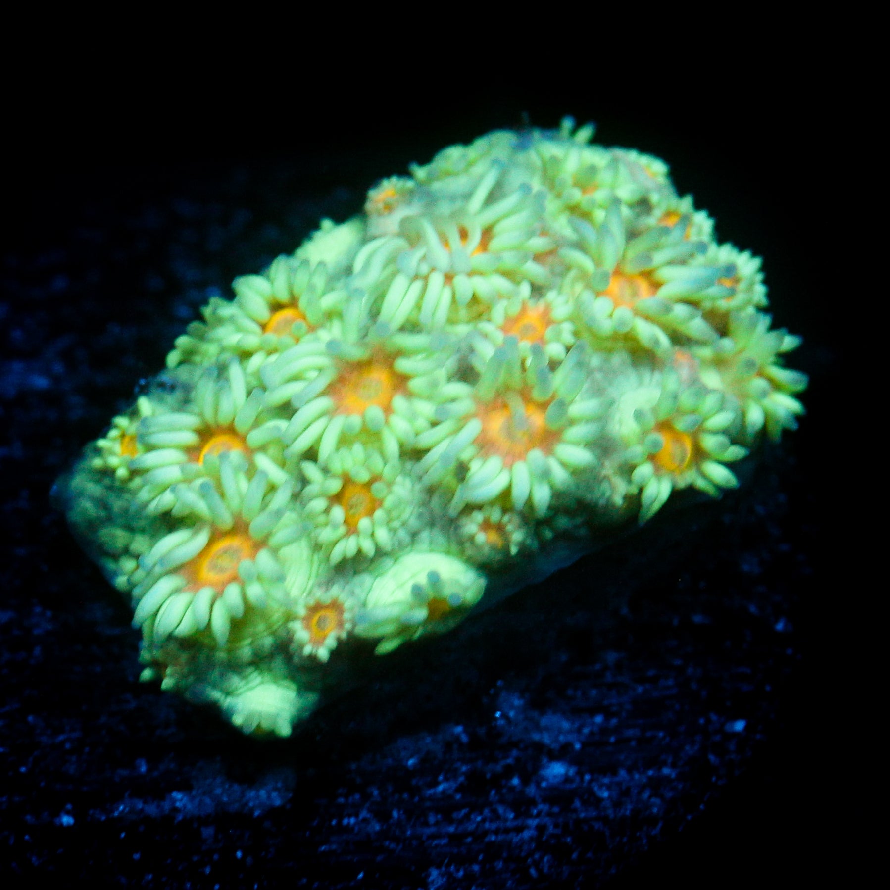 JC Aura Goni