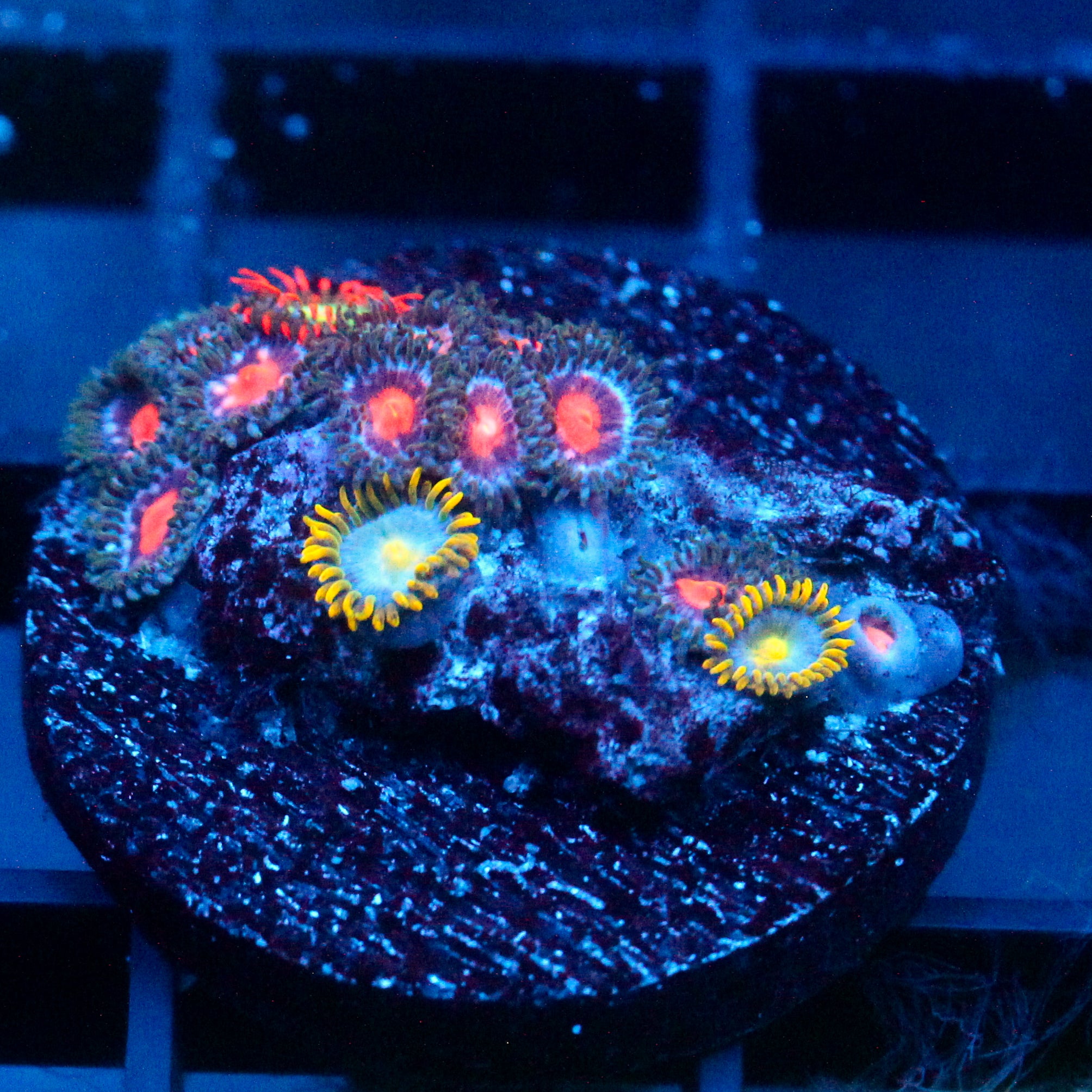JC Zoa Garden Seed