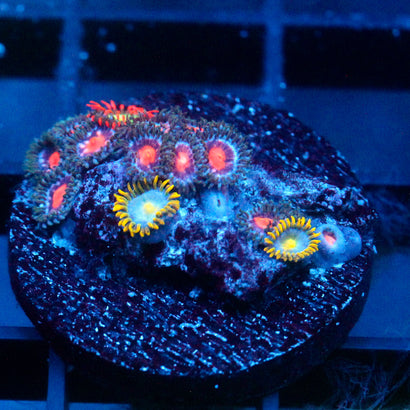 JC Zoa Garden Seed