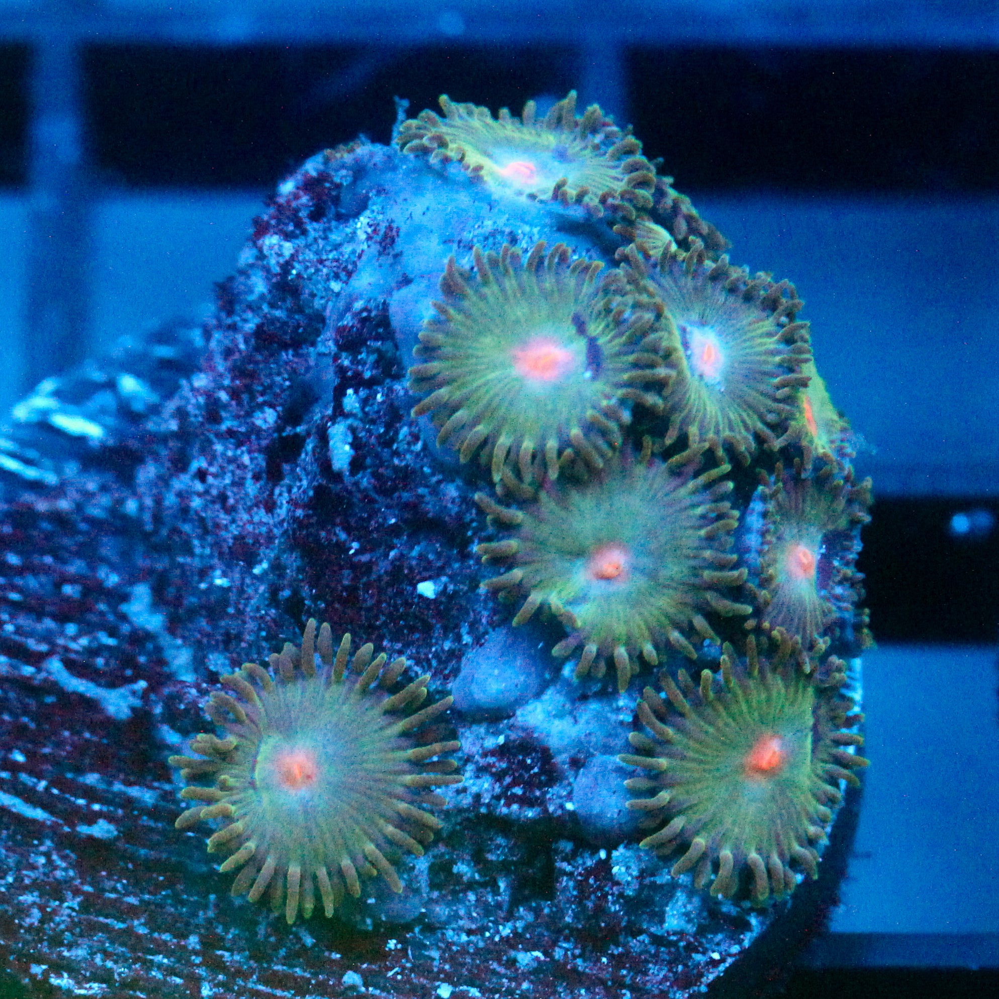JC Aliens Zoanthids