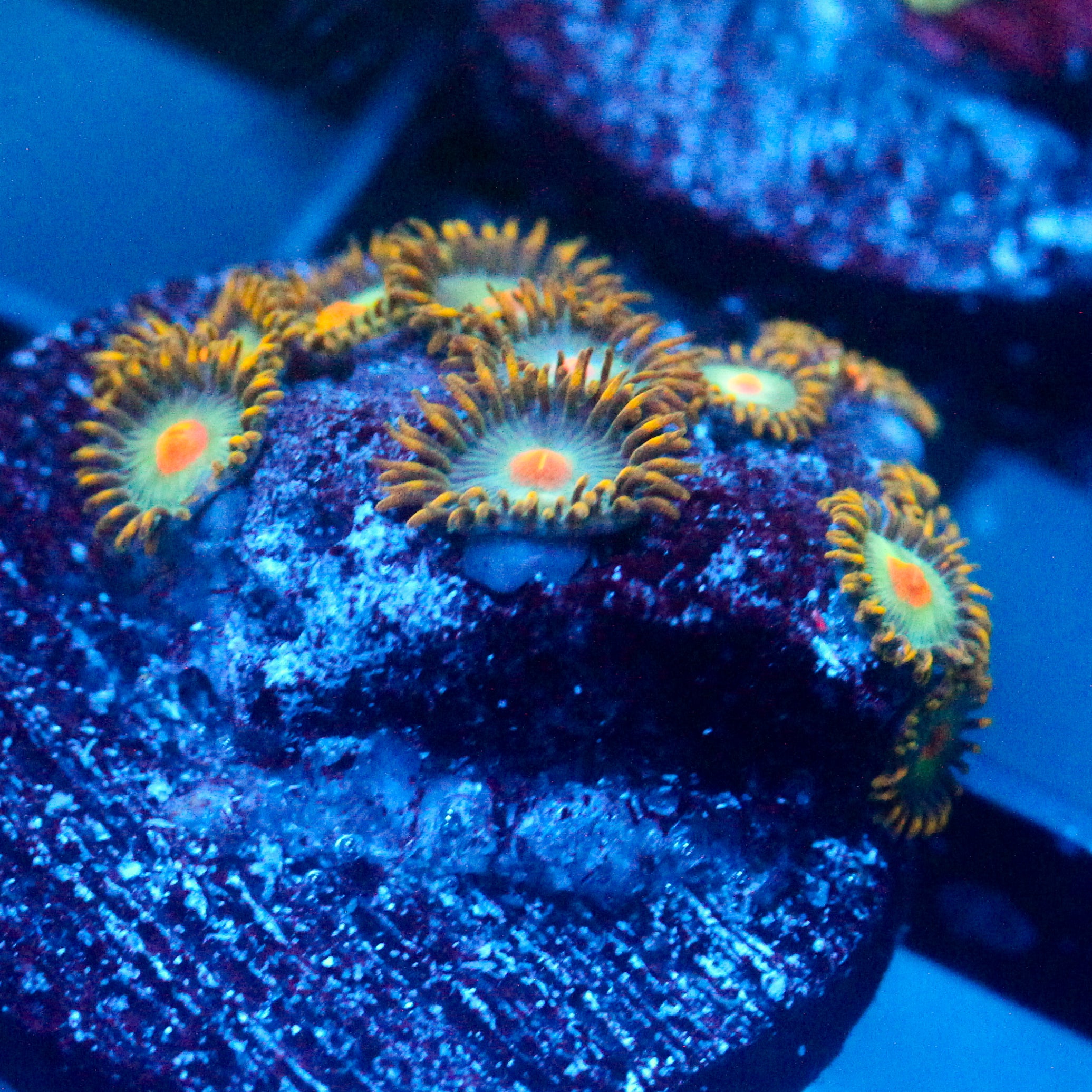 JC Saturn Zoanthid