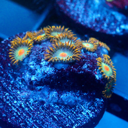JC Saturn Zoanthid