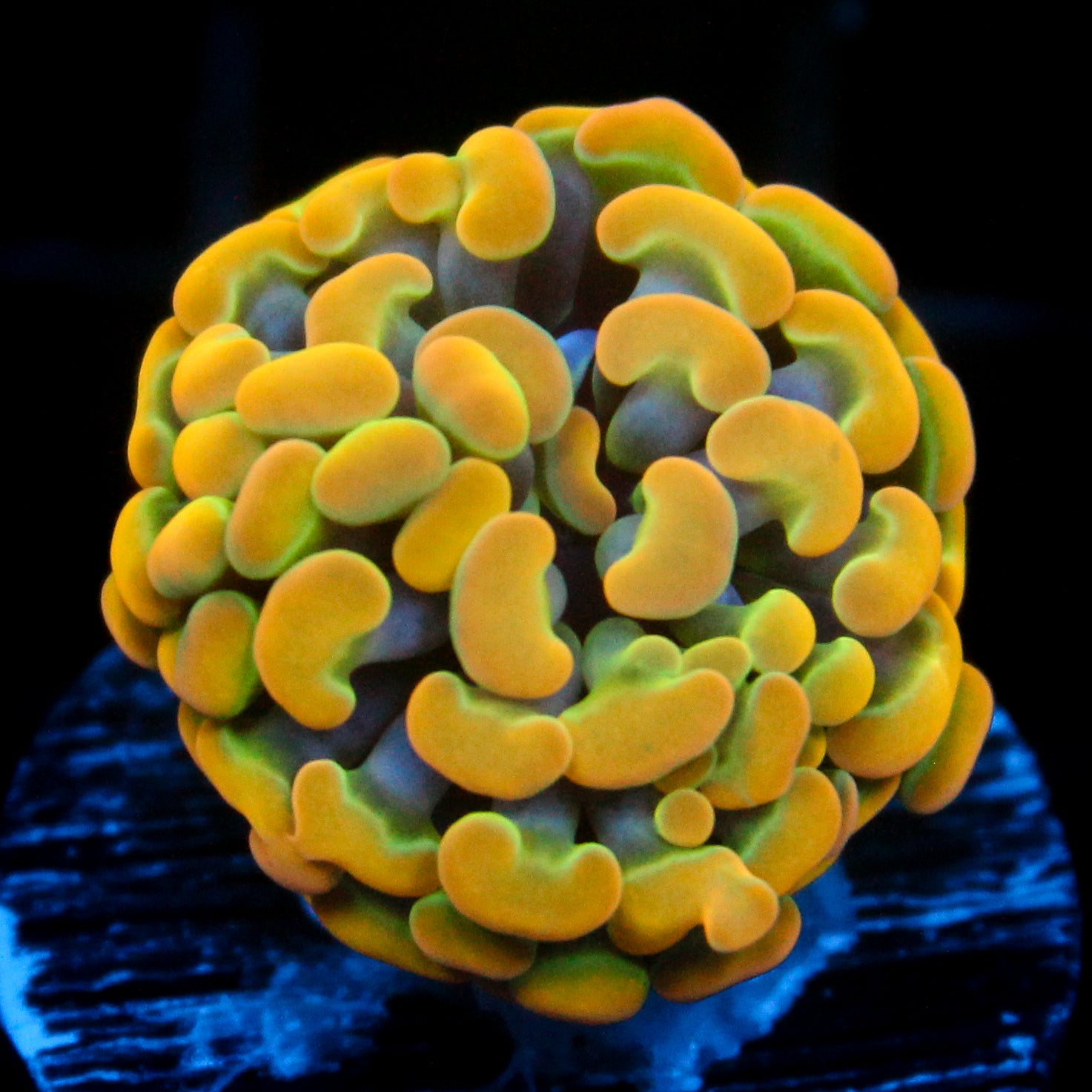 JC Ultra Rainbow Gold Hammer