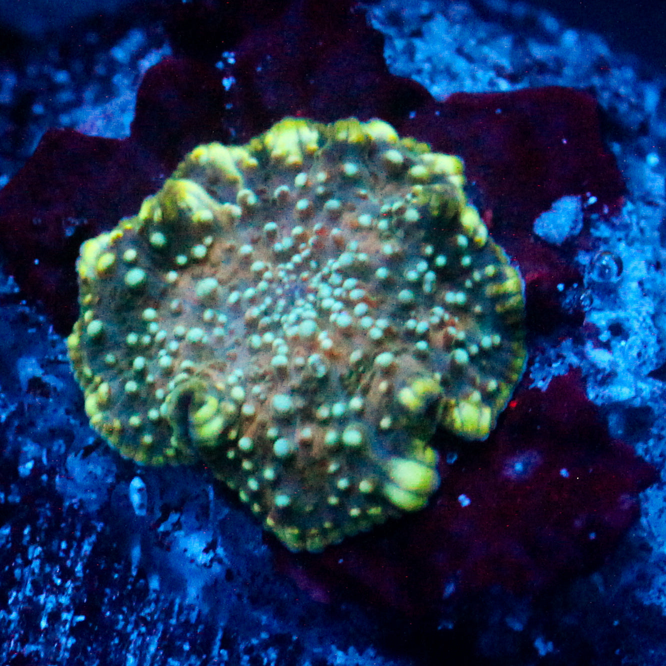 JC Blue Stella Discosoma