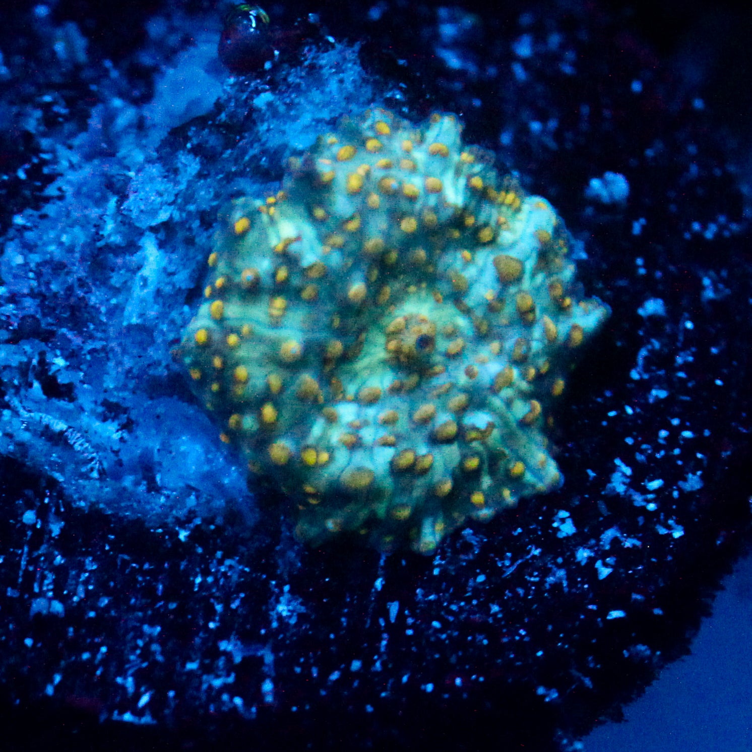 JC Firefly Discosoma