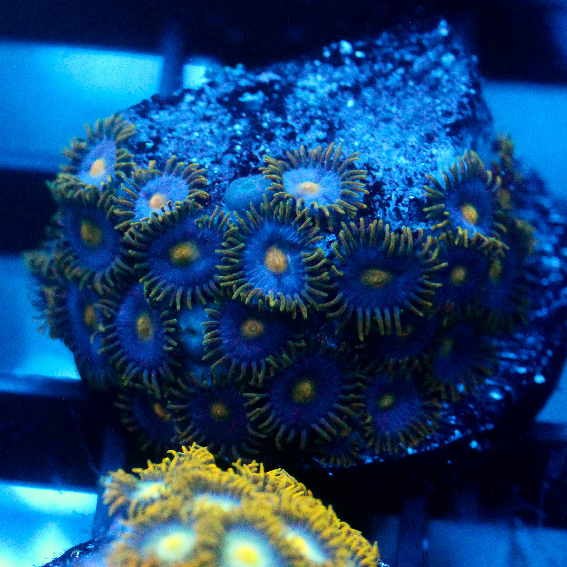 JC Gold Gobbler Zoanthid