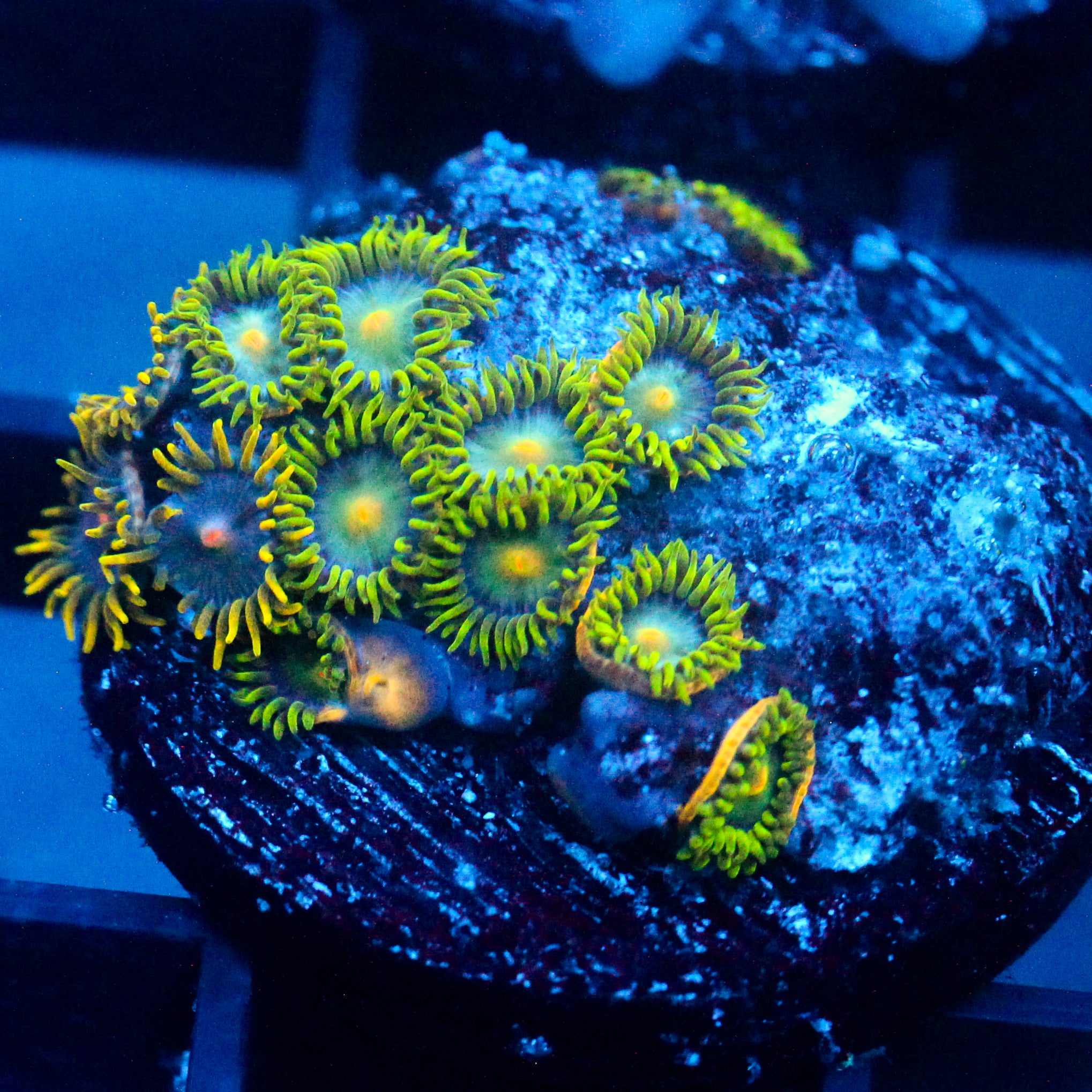 JC Green Crawler Zoanthid