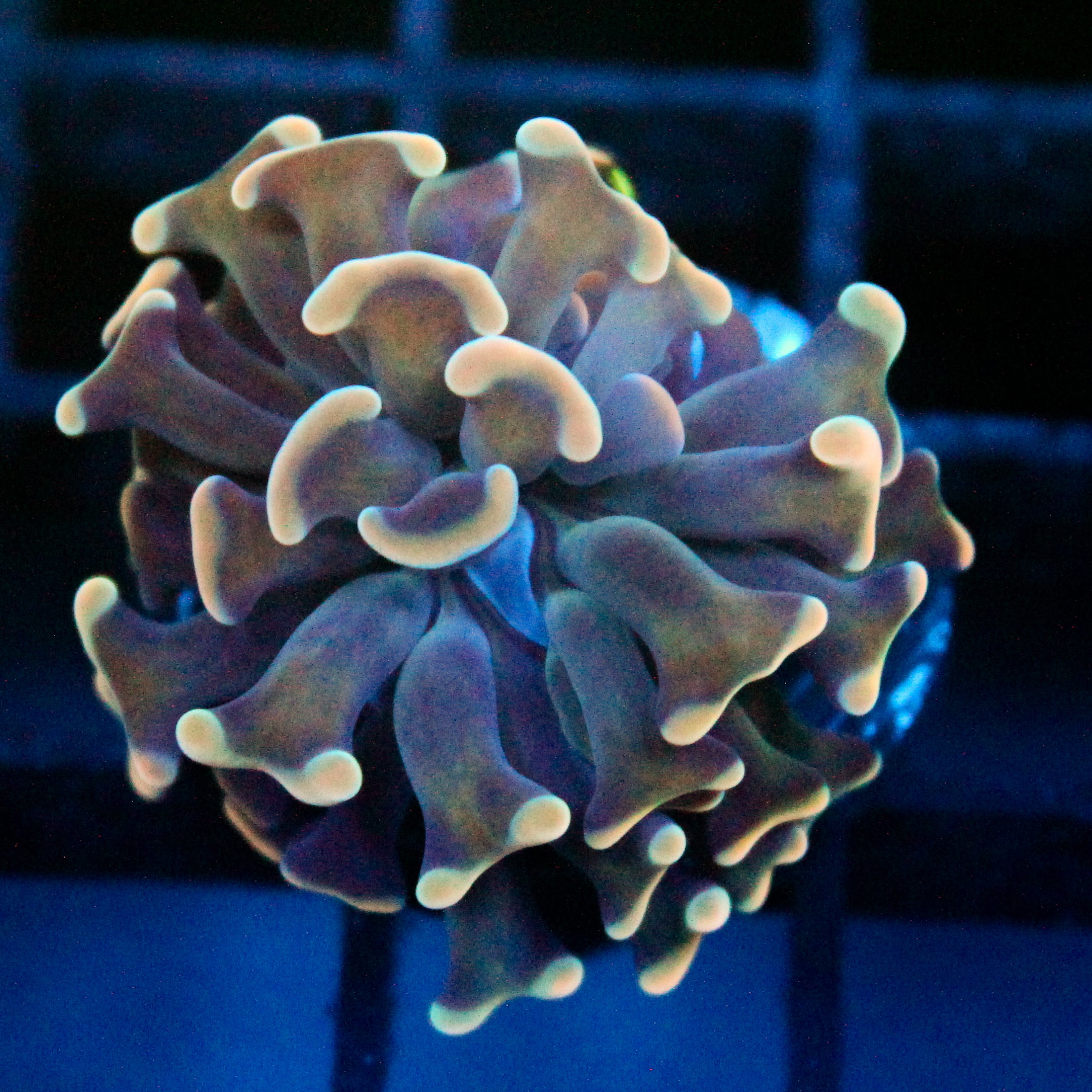 JC Blue Bouquet Hammer