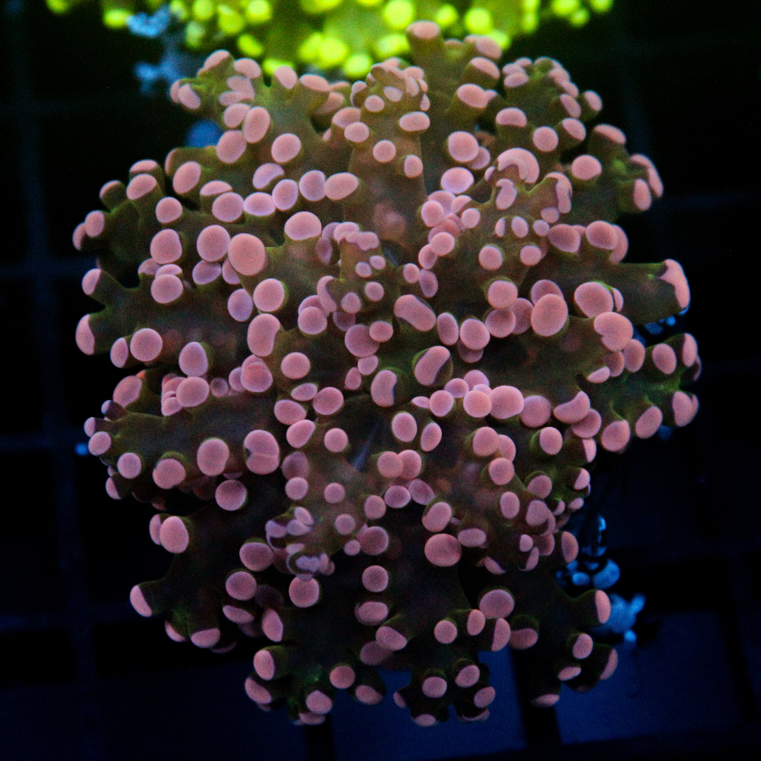 JC Pink Tip Frogspawn
