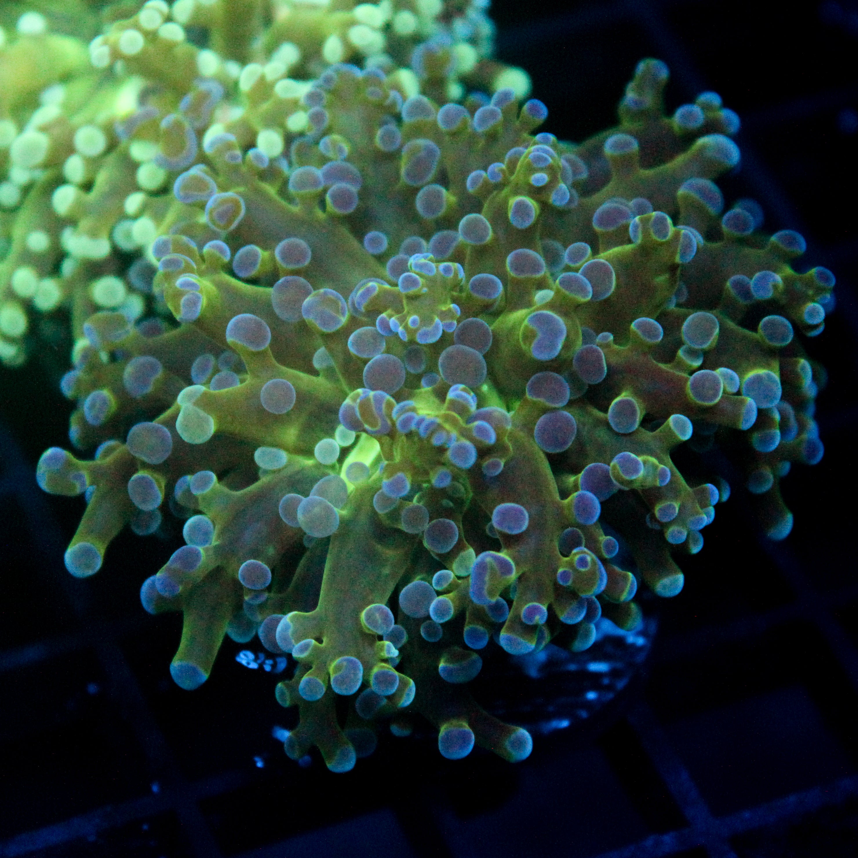 JC Hulk Buster Frogspawn