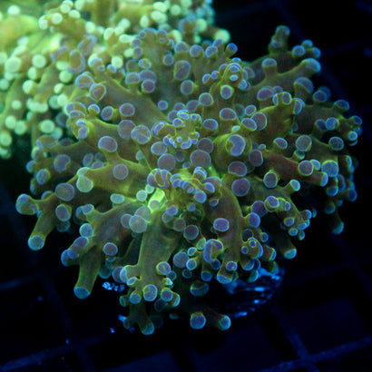 JC Hulk Buster Frogspawn
