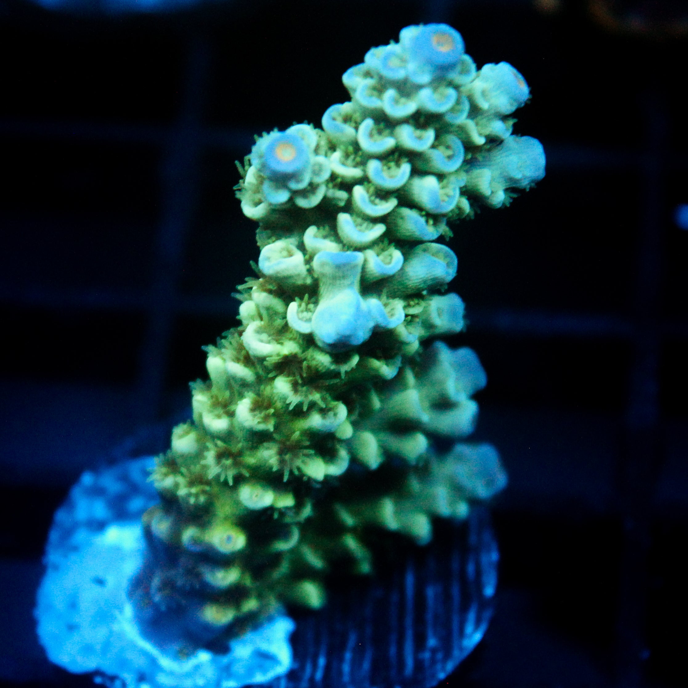 JC Green Demon Acro