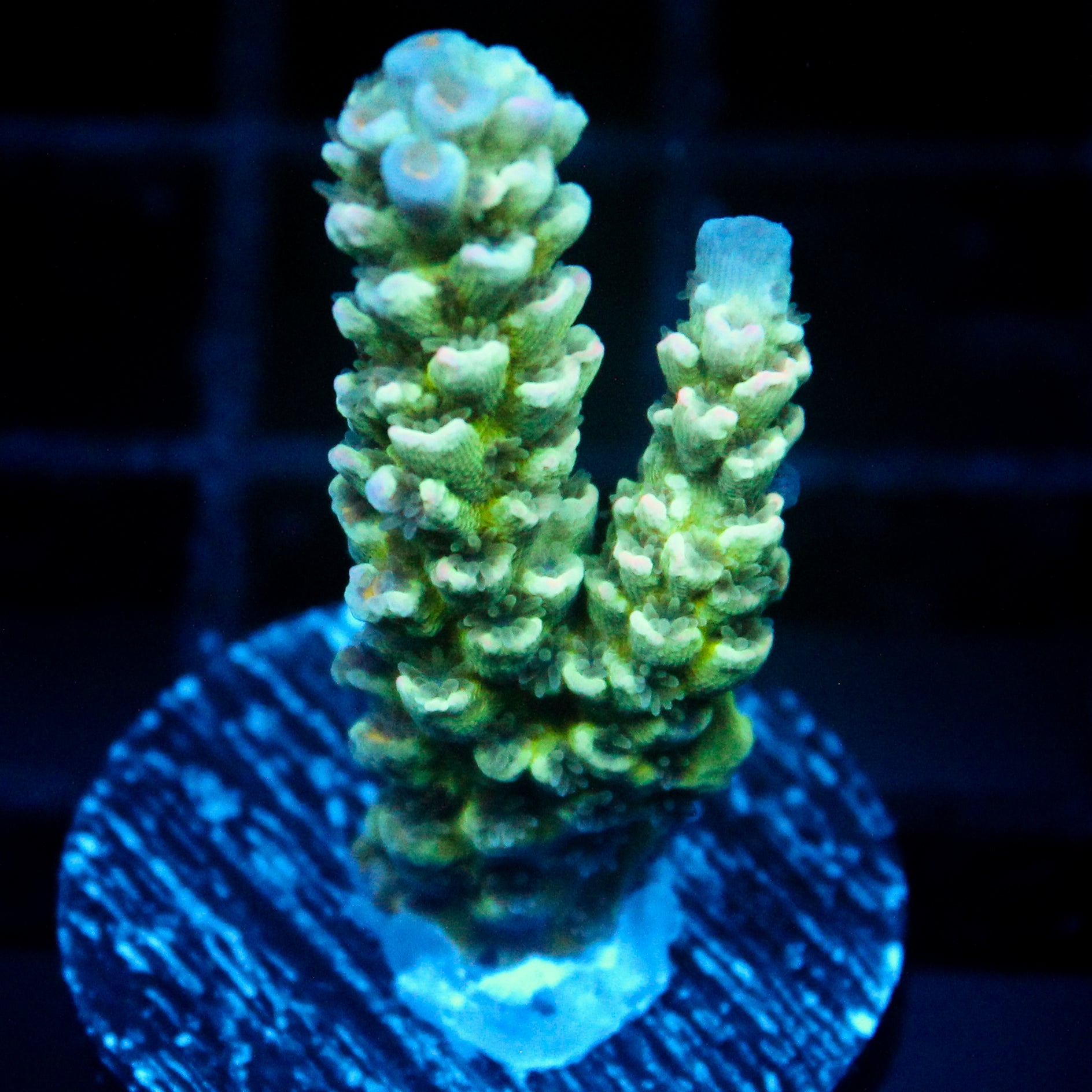 JC Green Demon Acro