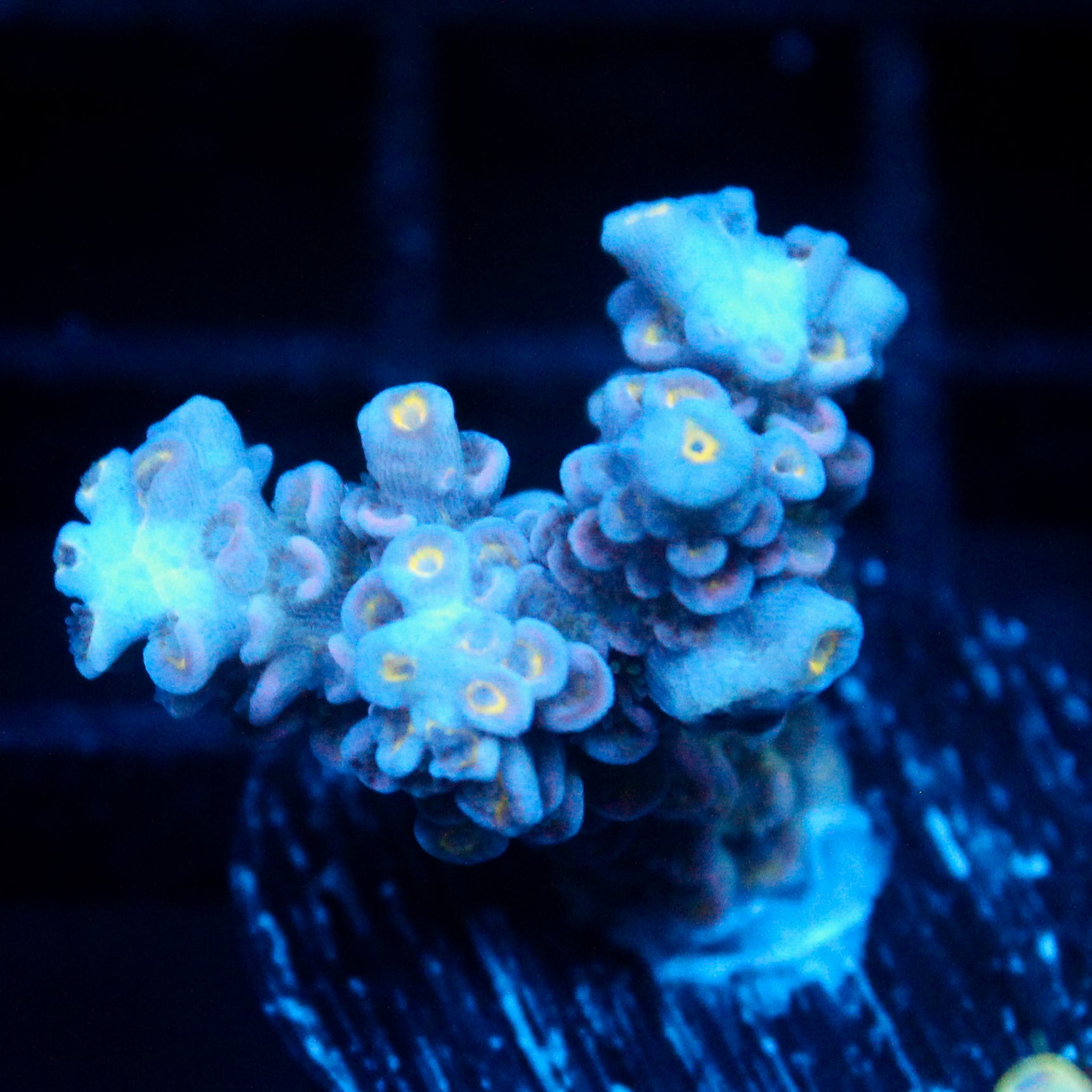 JC Blue Demon Acro