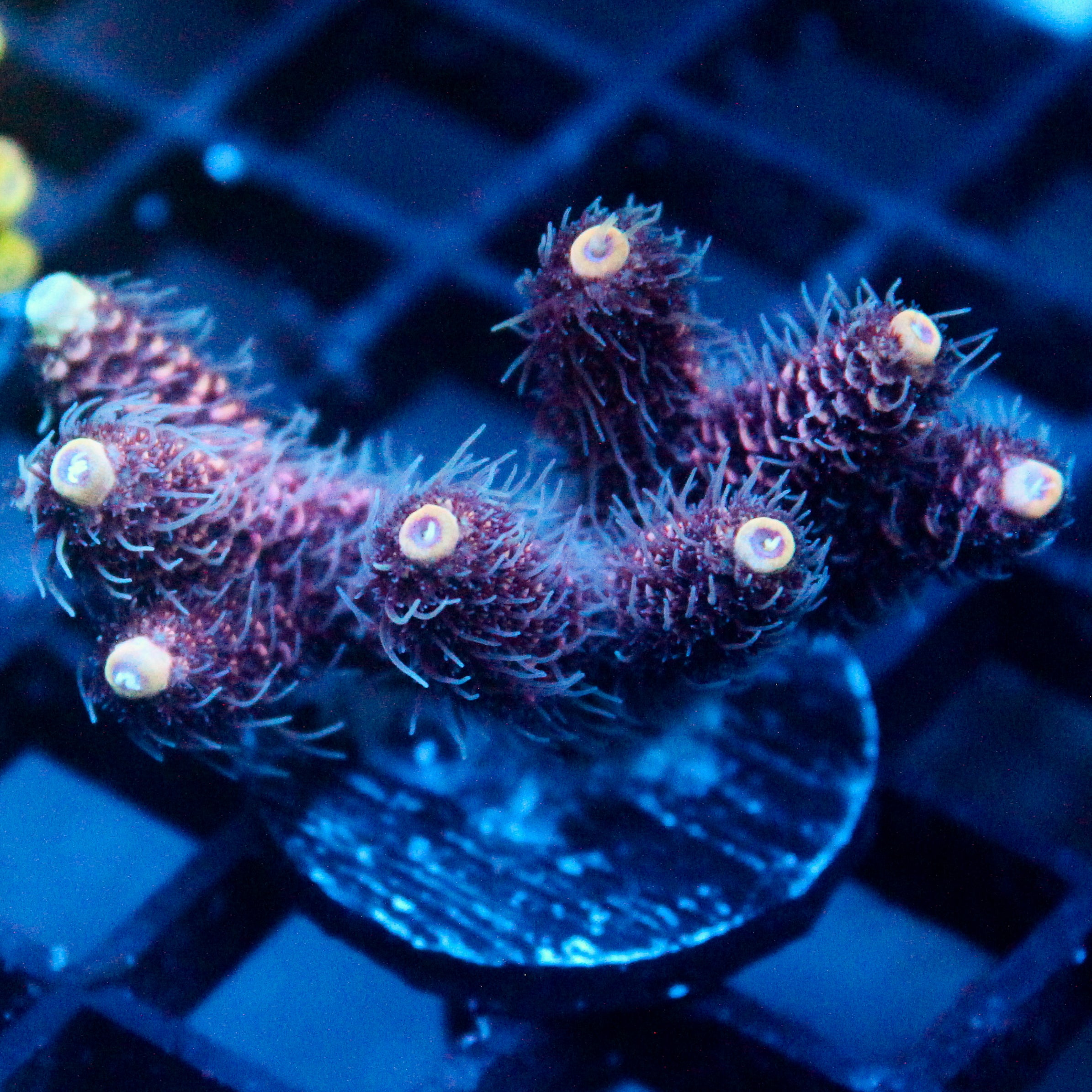 JC Pink Frit Acro