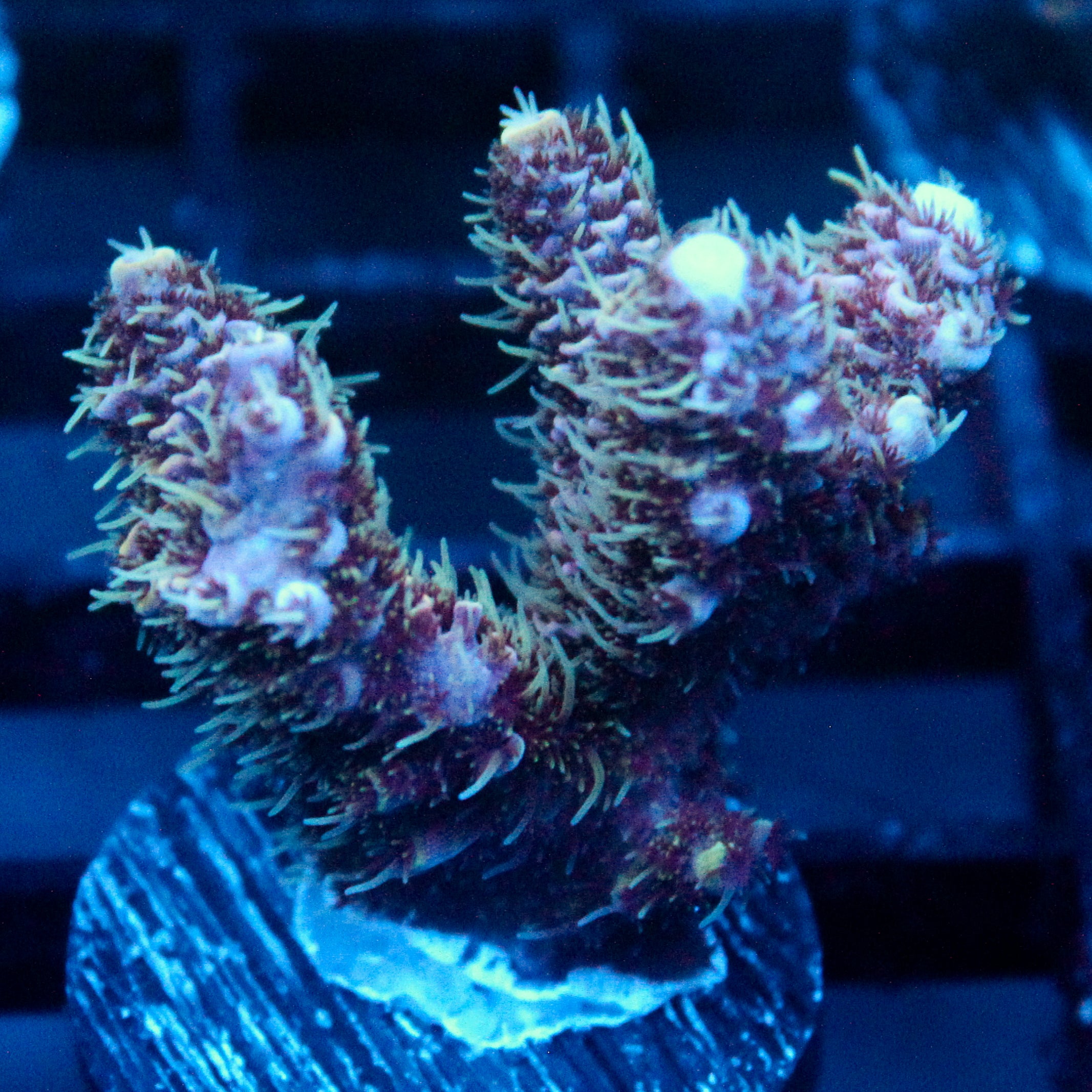 JC Blue Hour Acro