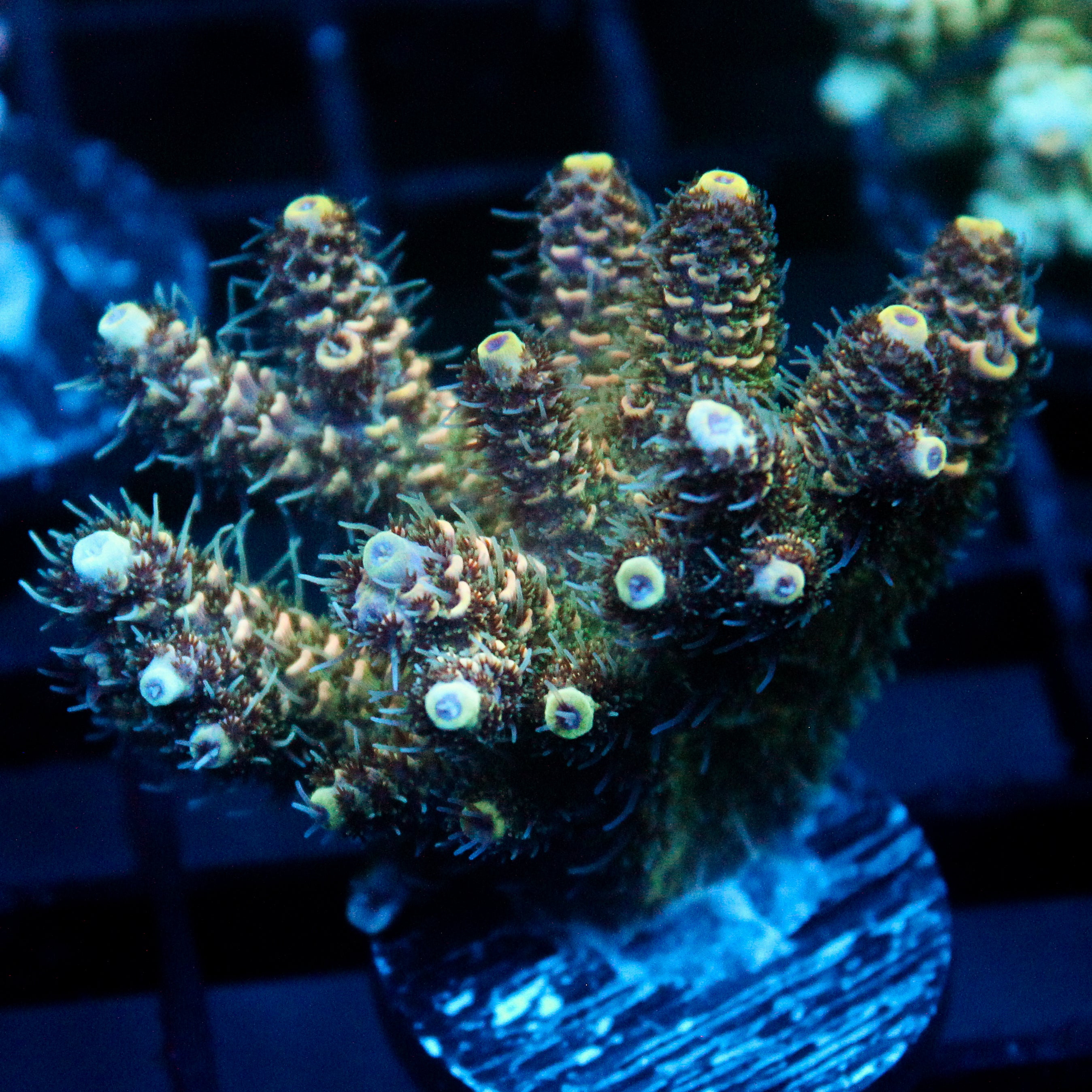 JC Pyrite Forest Acro