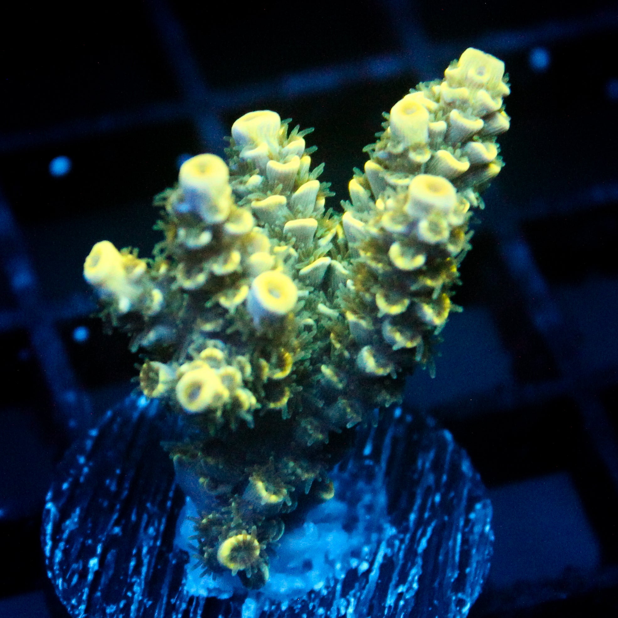 JC Auramite Acro