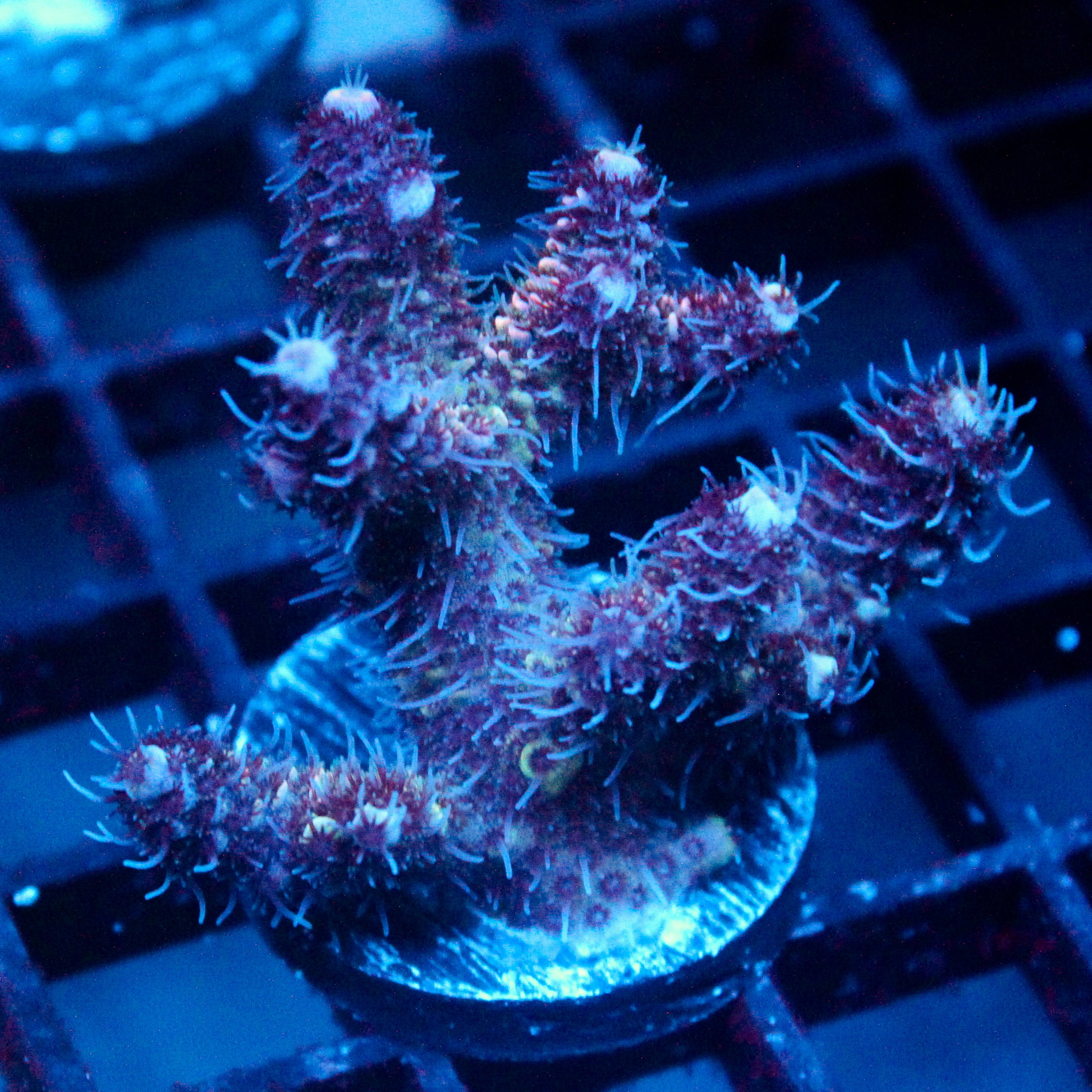JC Purple Flux Acro