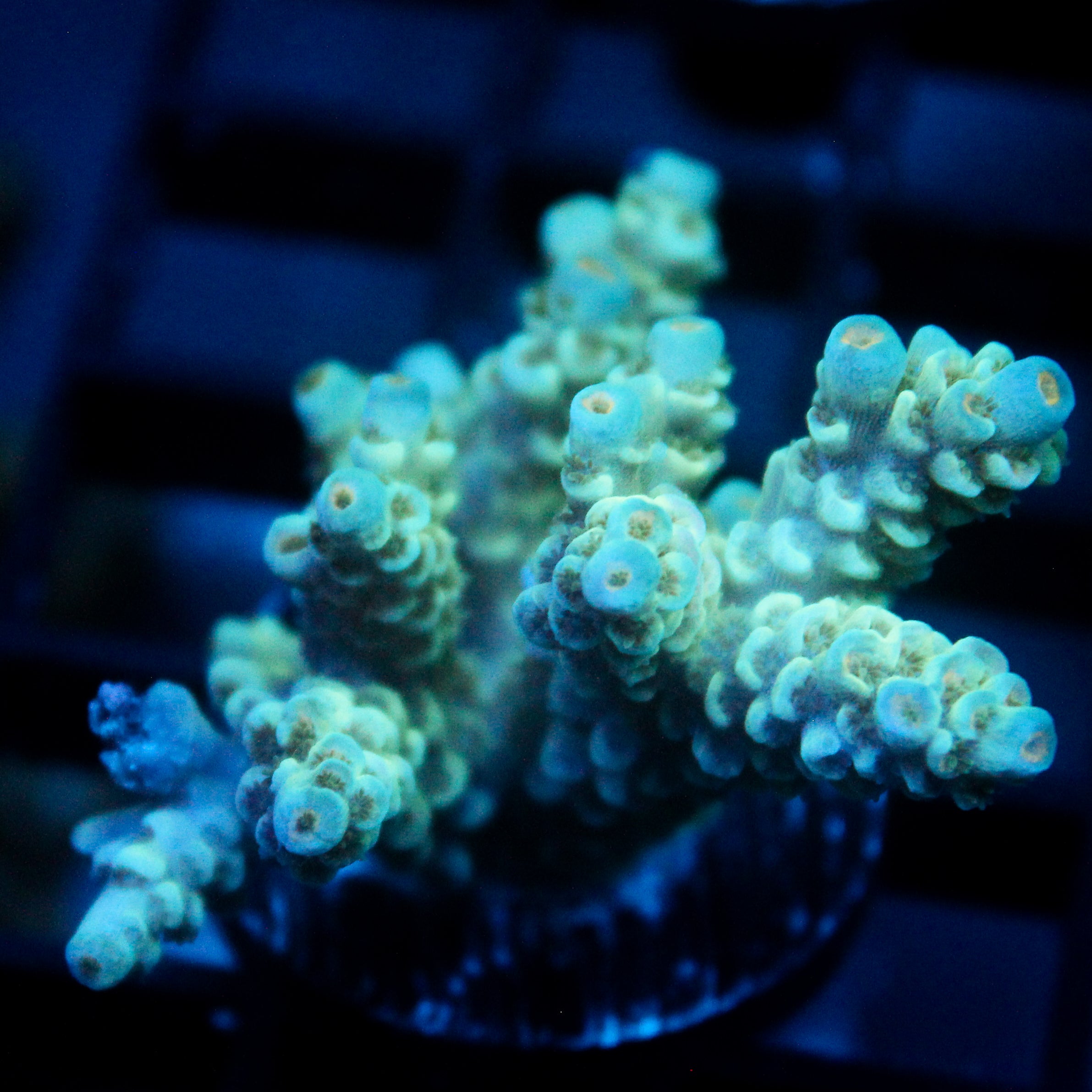 JC Blue Demon Acro