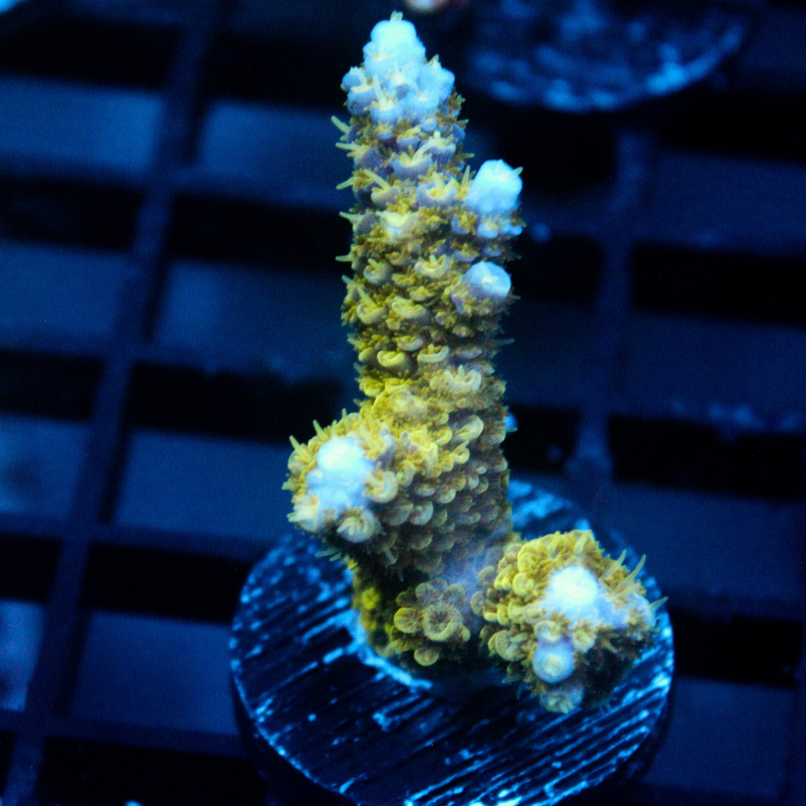 JC Abominable Acro