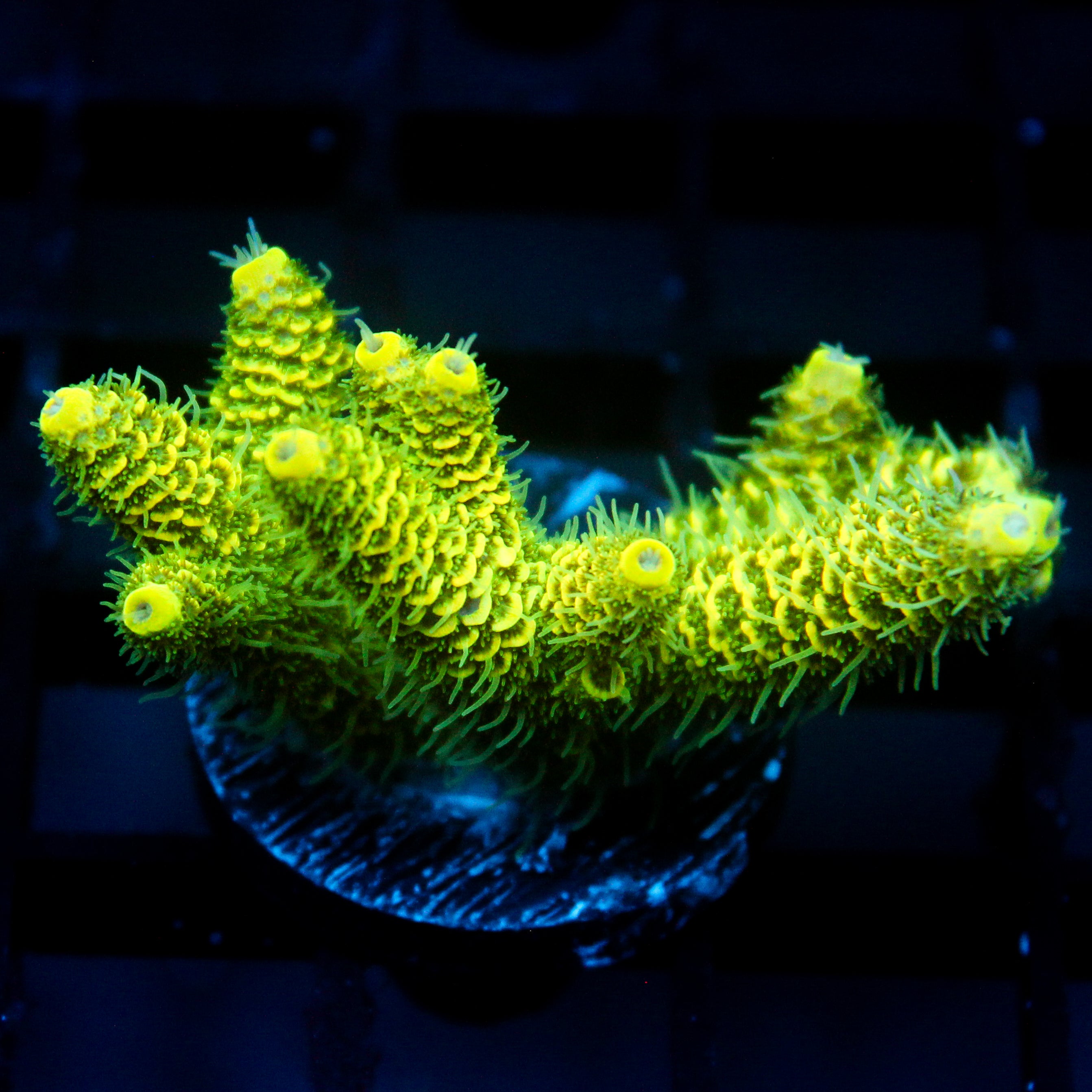 JC Tropical Fever Acro