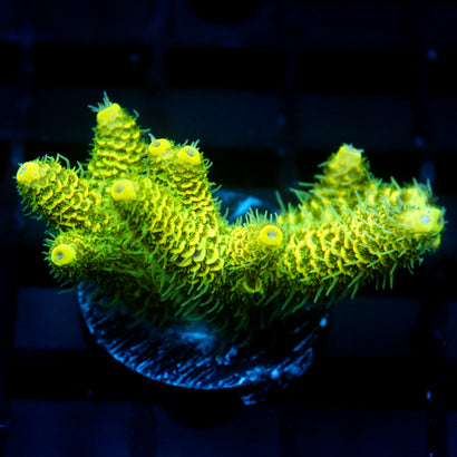 JC Tropical Fever Acro