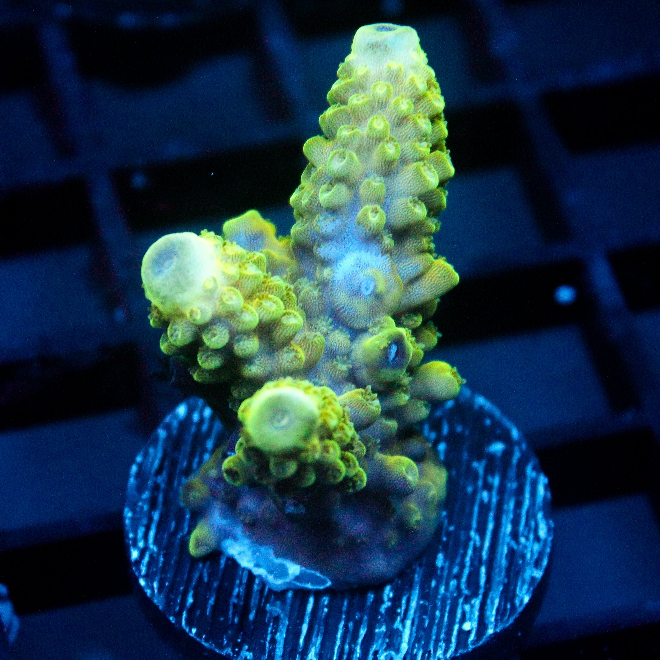 JC Azeos Forest Acro