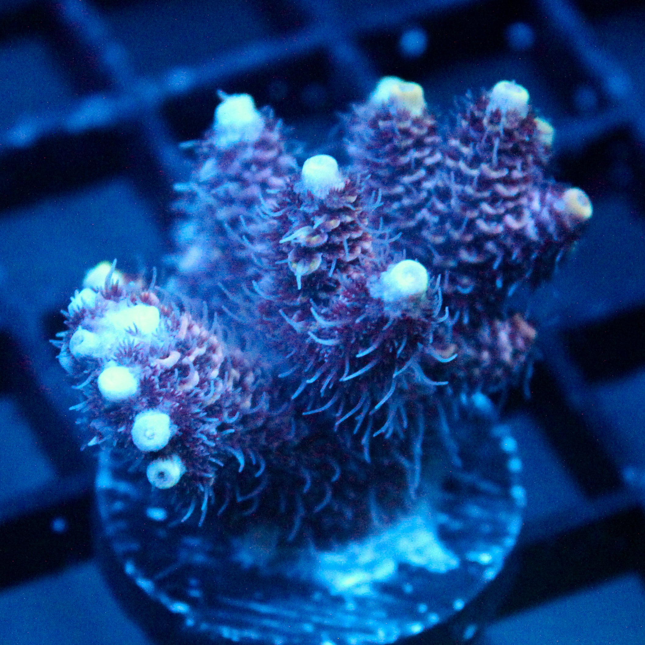 JC Purple Disaster Acro