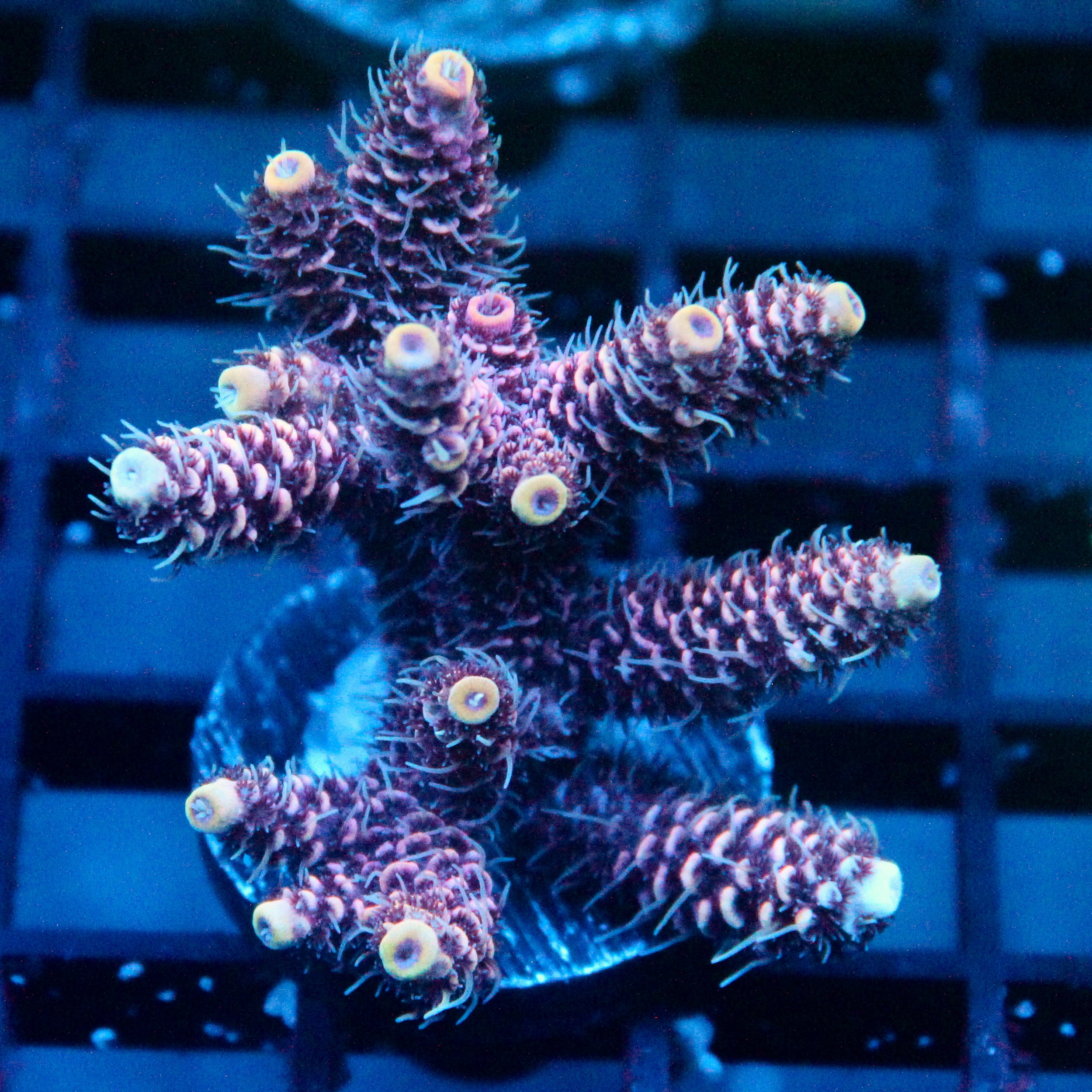 JC Pink Starburst Acro