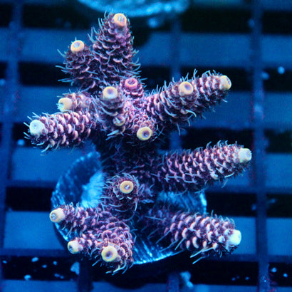 JC Pink Starburst Acro