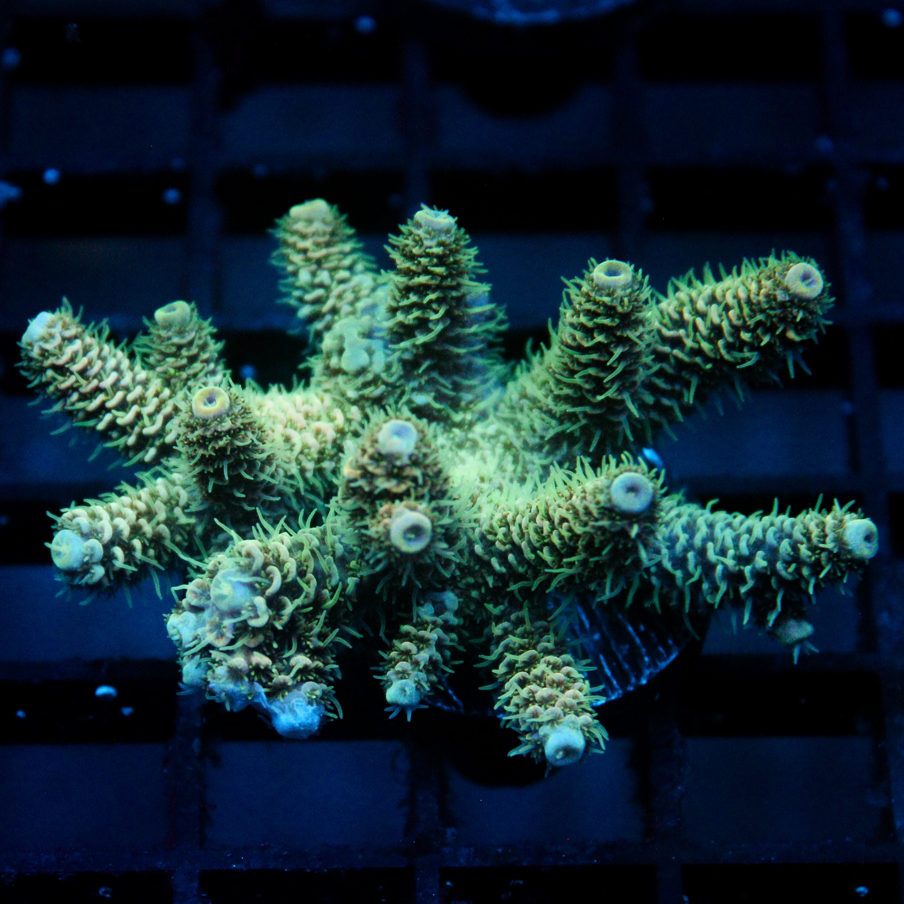 JC Great Forest Acro