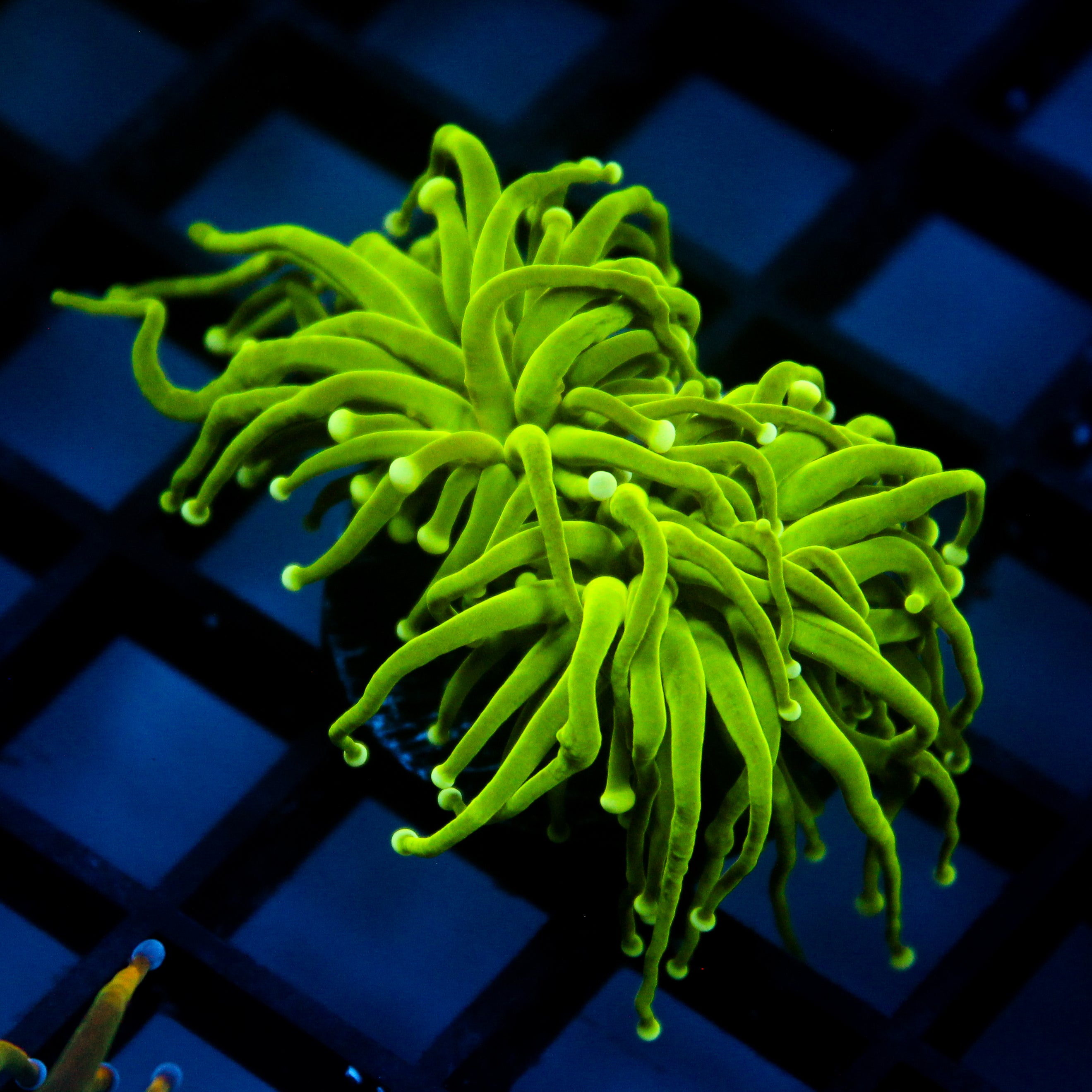 JC Slime Slayer Torch (New Release)