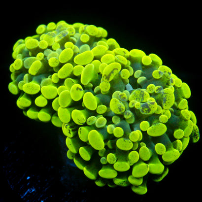 JC Neon Song Hammer