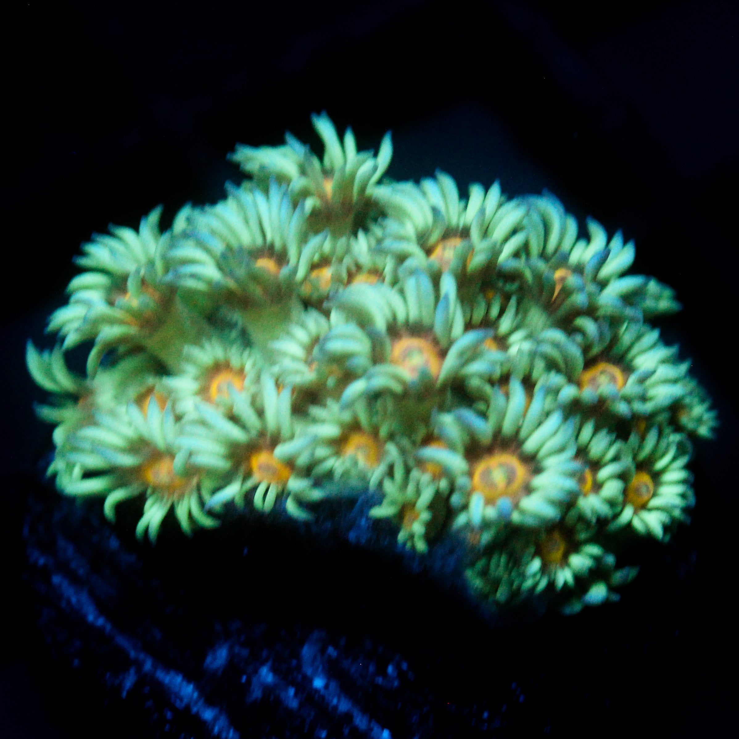 JC Sunflower Goni