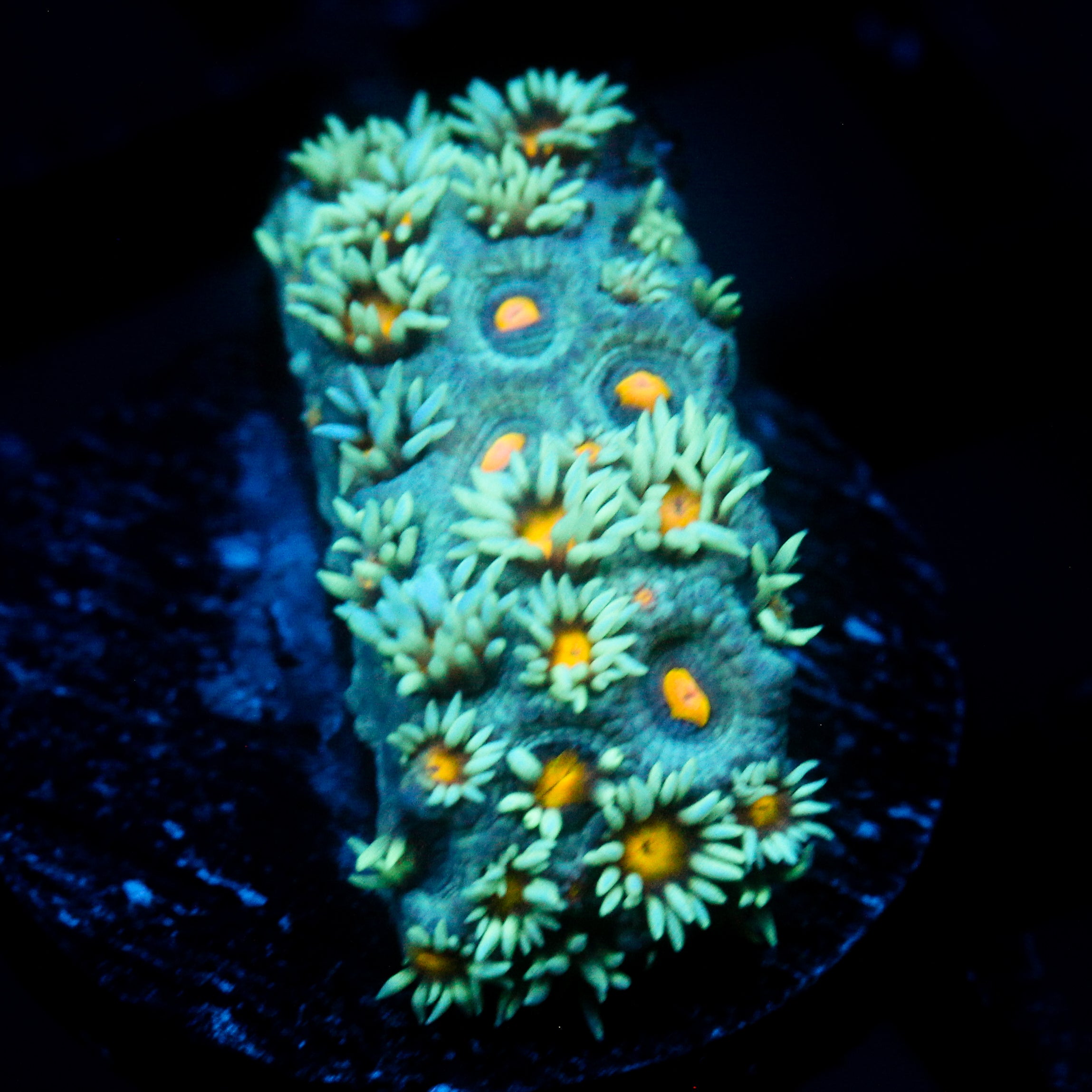JC Sunflower Goni