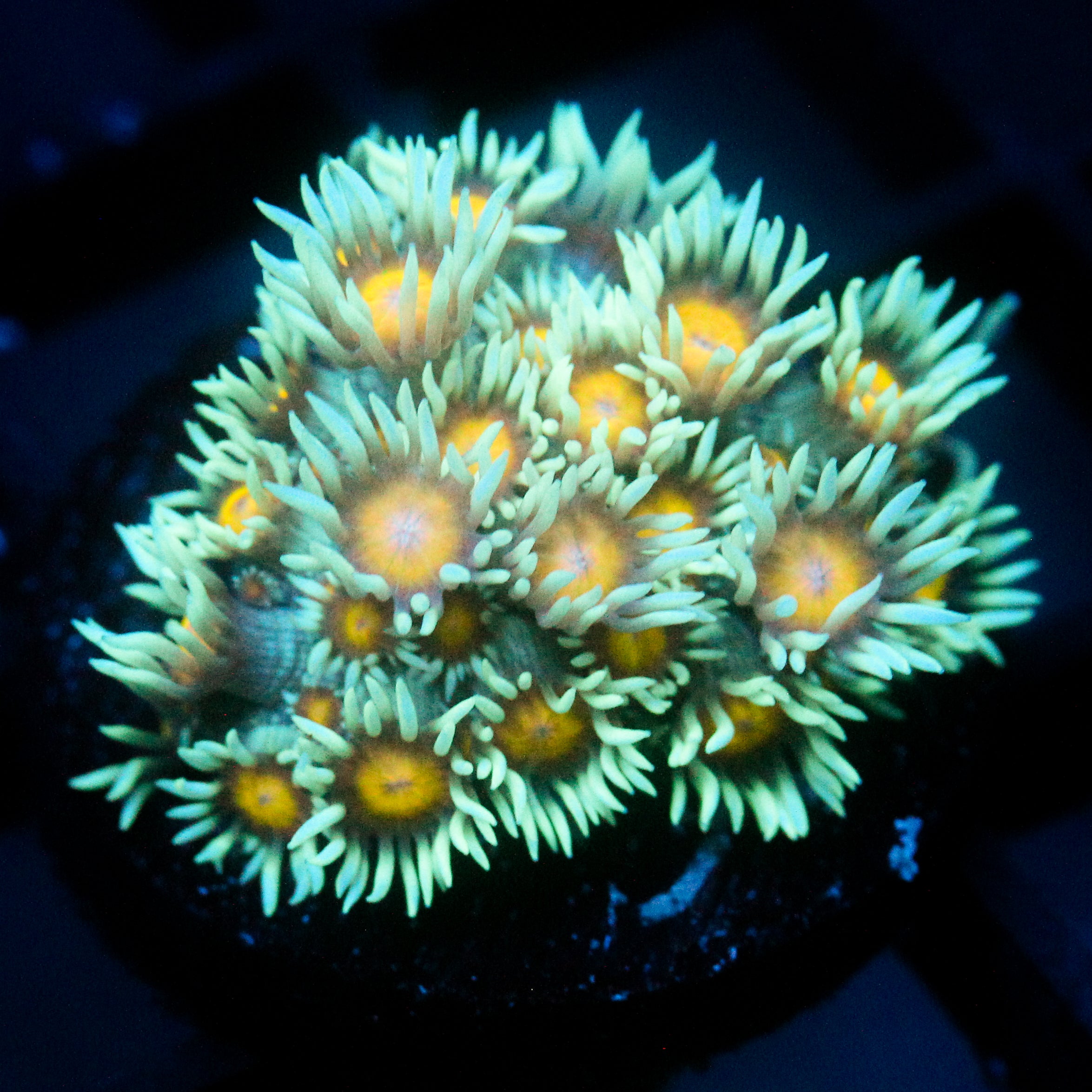 JC Sunflower Goni