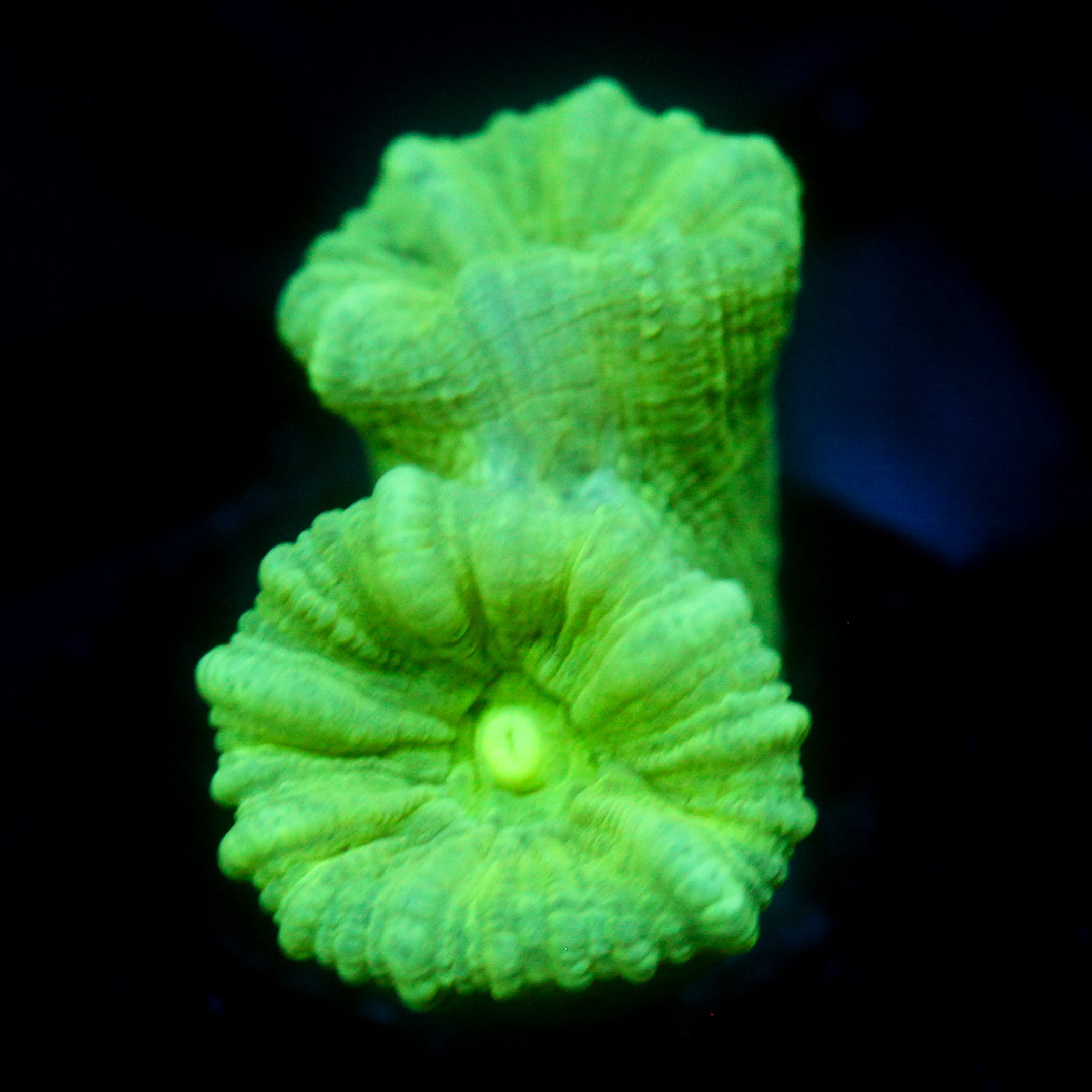 JC Neon Trumpet Coral