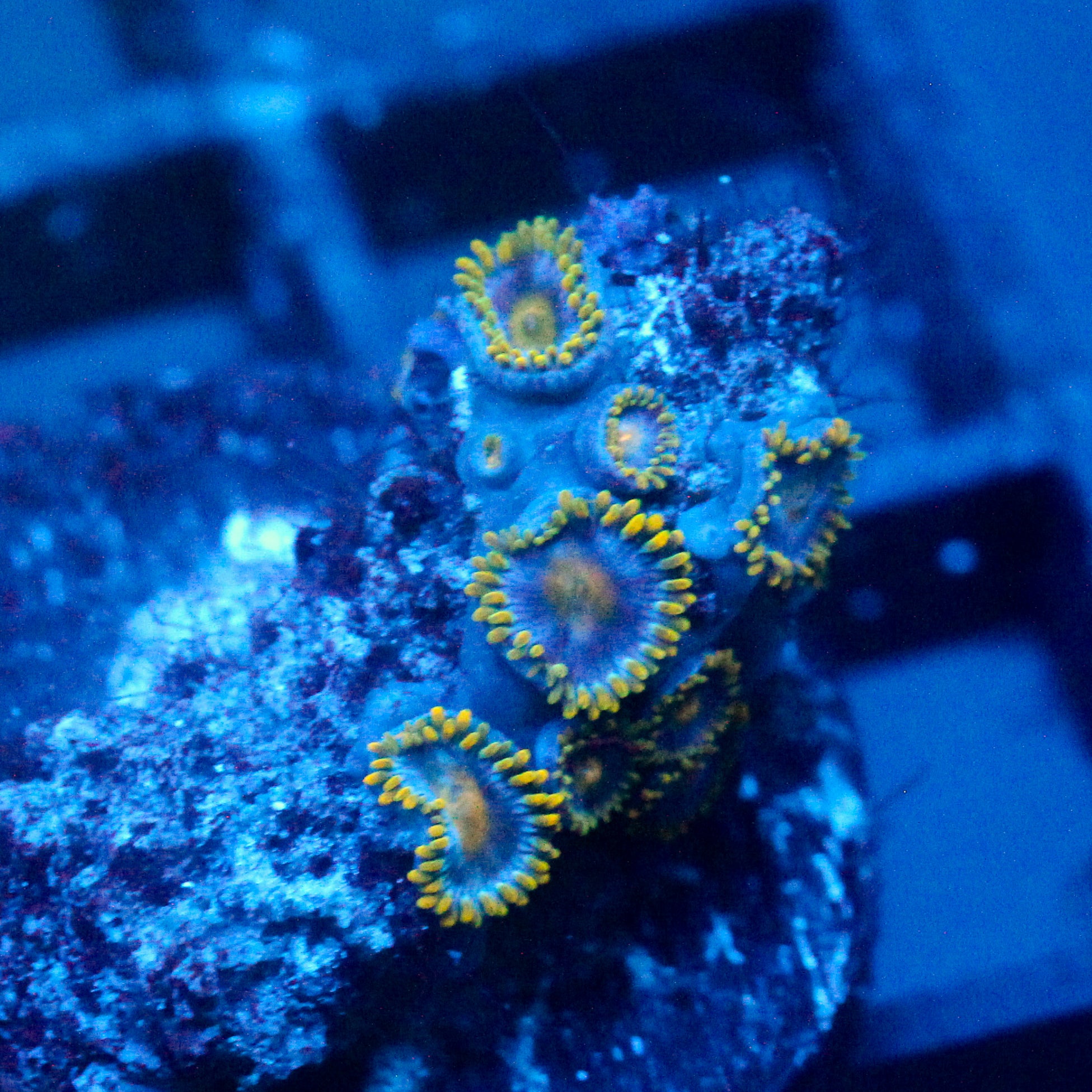 JC Gold Gobbler Zoanthid