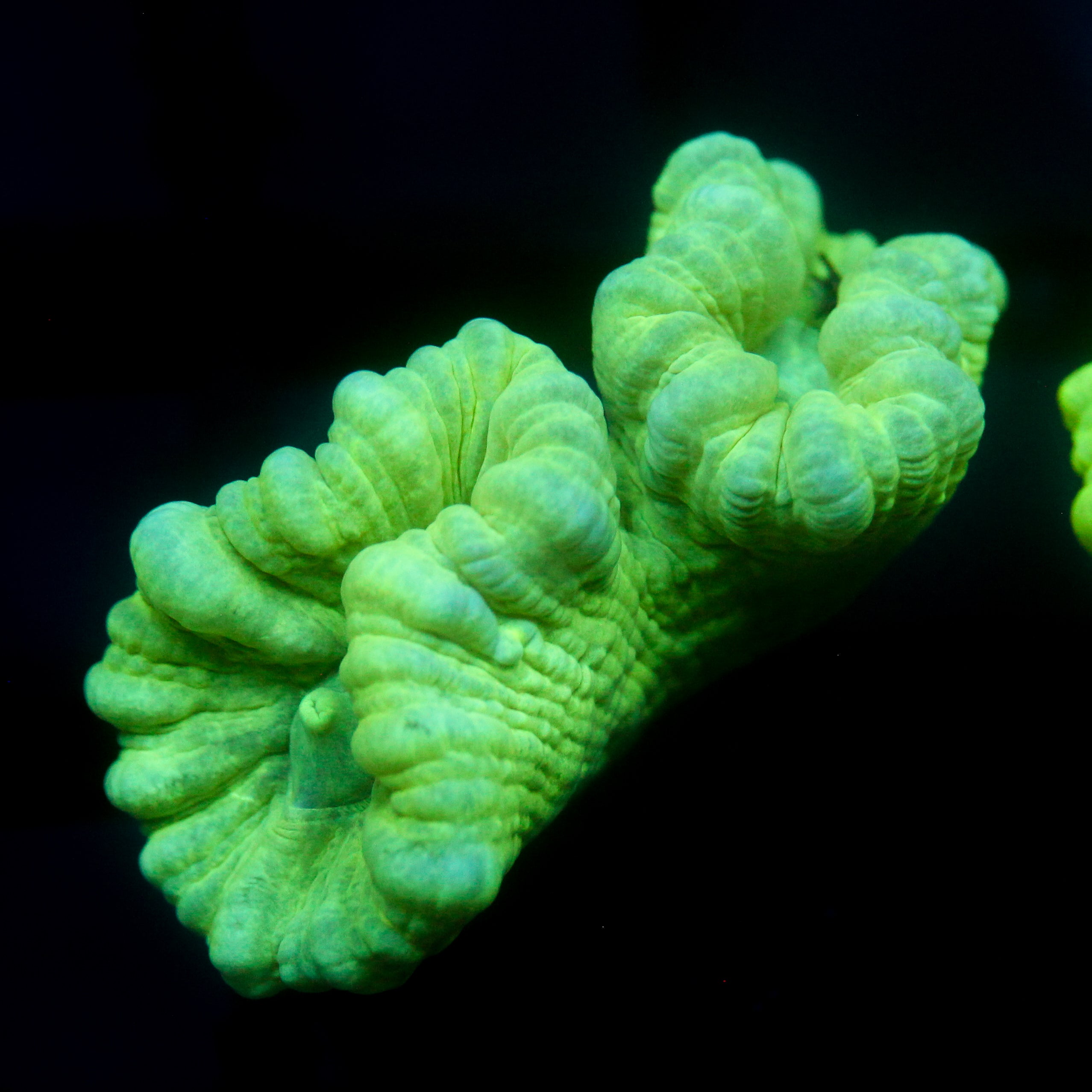 JC Neon Trumpet Coral