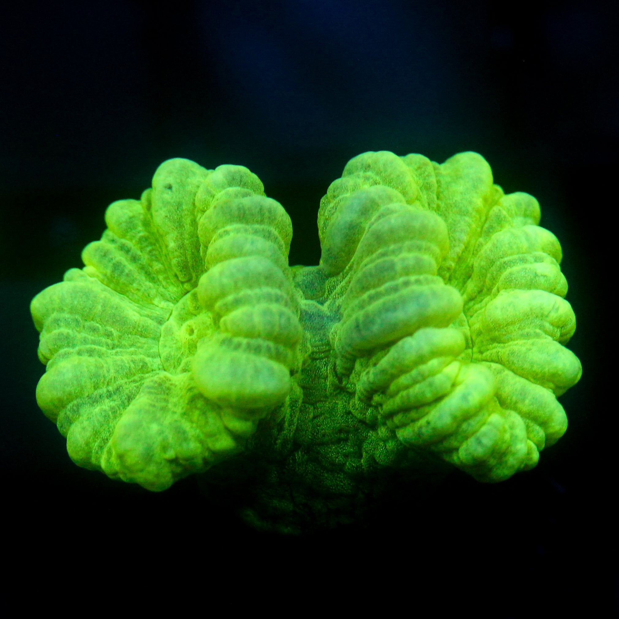 JC Neon Green Trumpet Coral