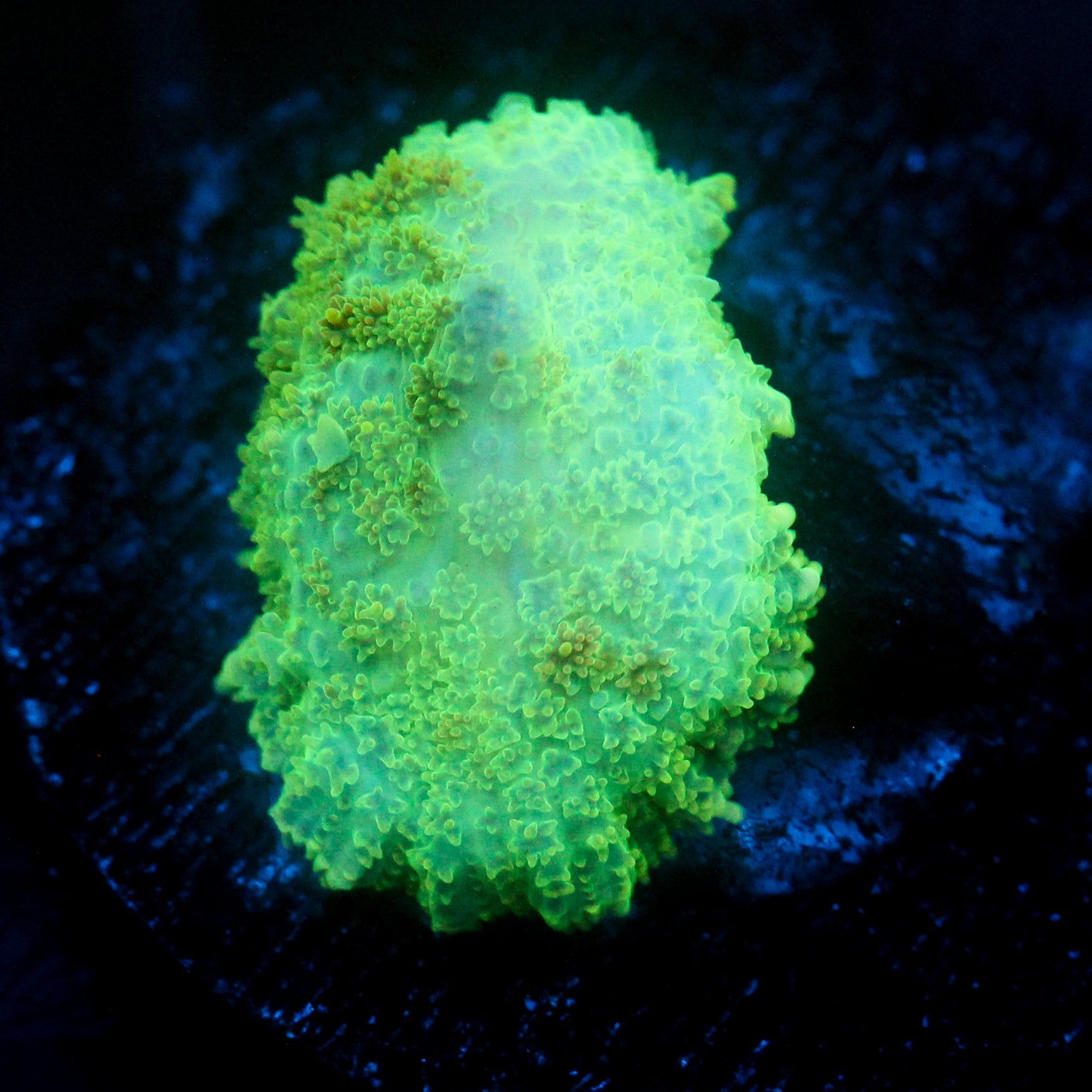 JC Lush Mesa Rhodactis