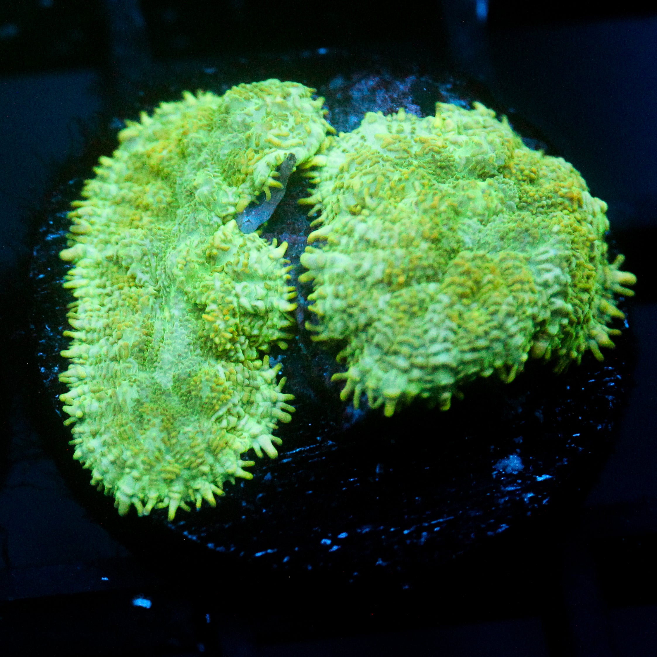 JC Lush Mesa Rhodactis