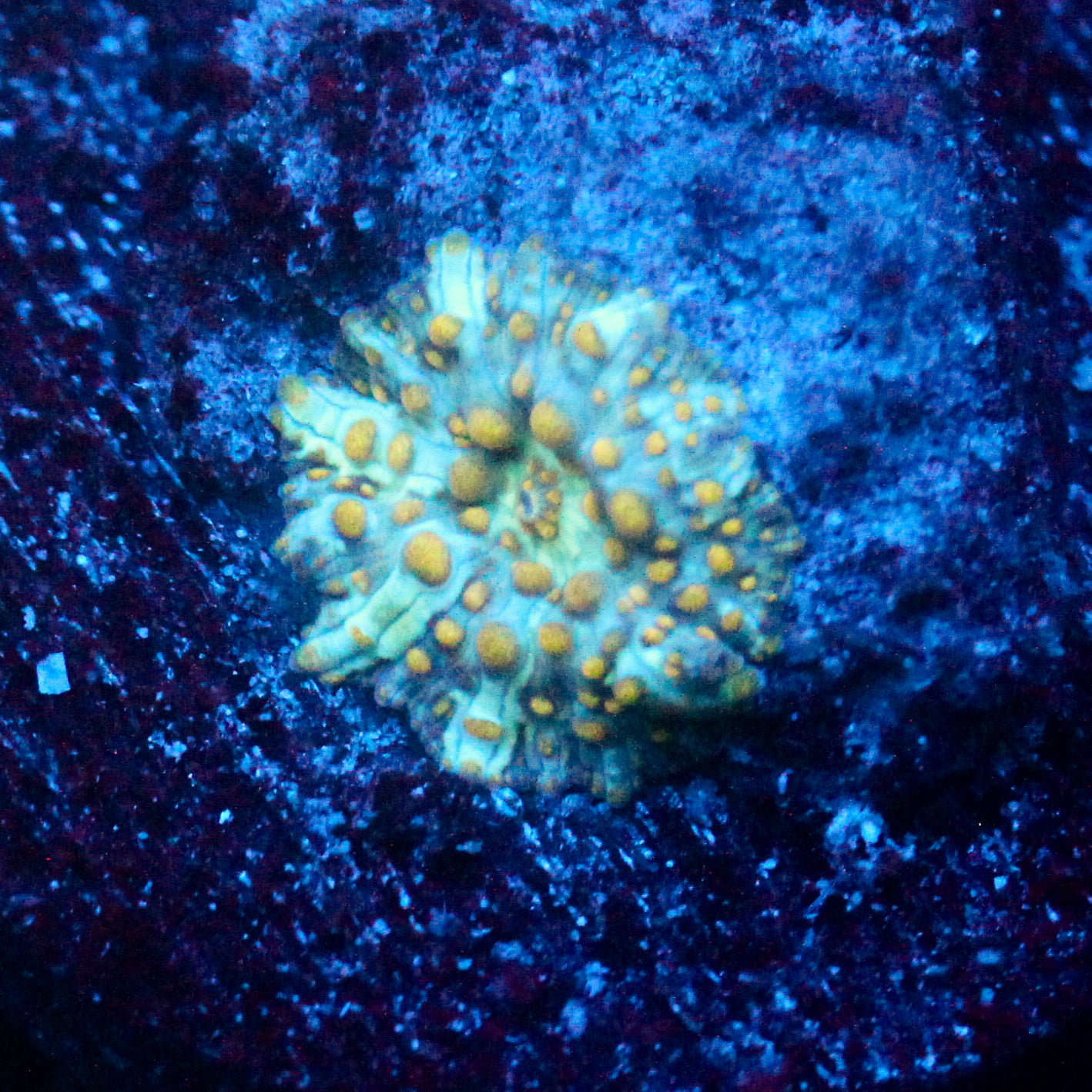 JC Firefly Discosoma