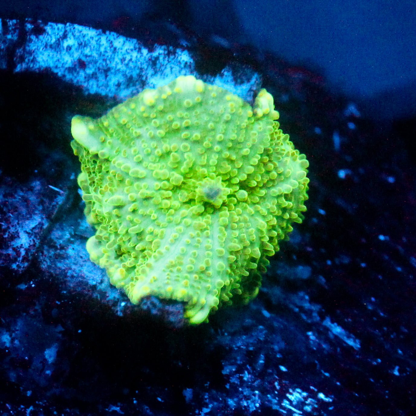 JC Frog Skin Discosoma