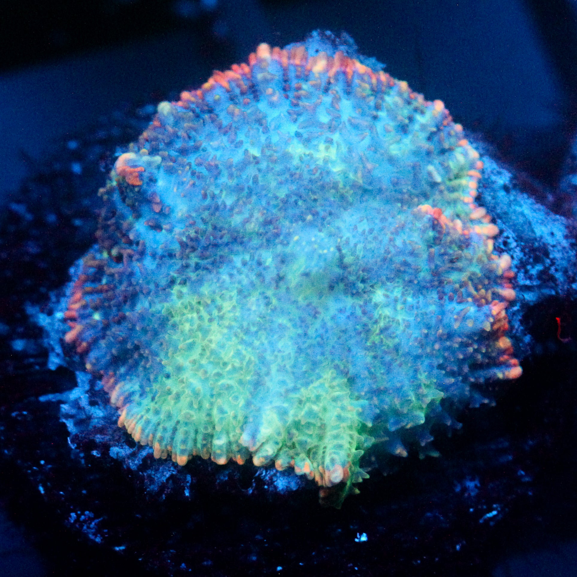 JC Cuprum Calamity Rhodactis
