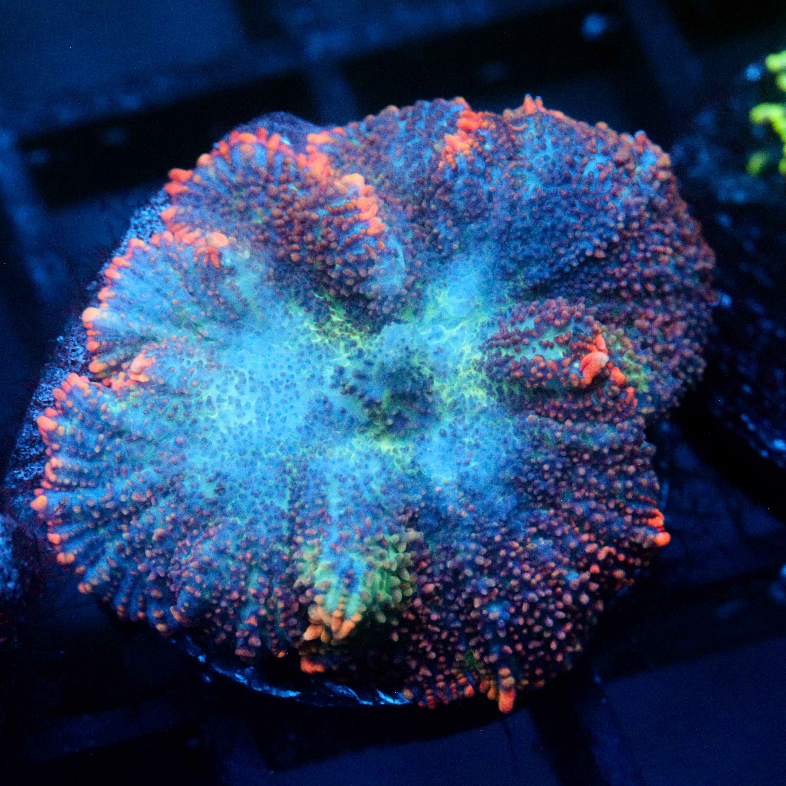 JC Cuprum Calamity Rhodactis