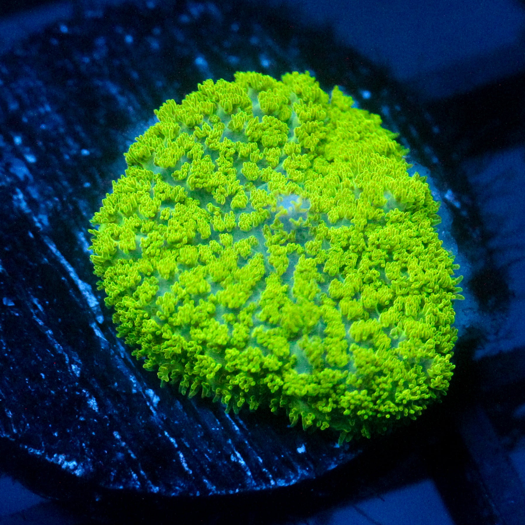 JC Neon Green Rhodactis