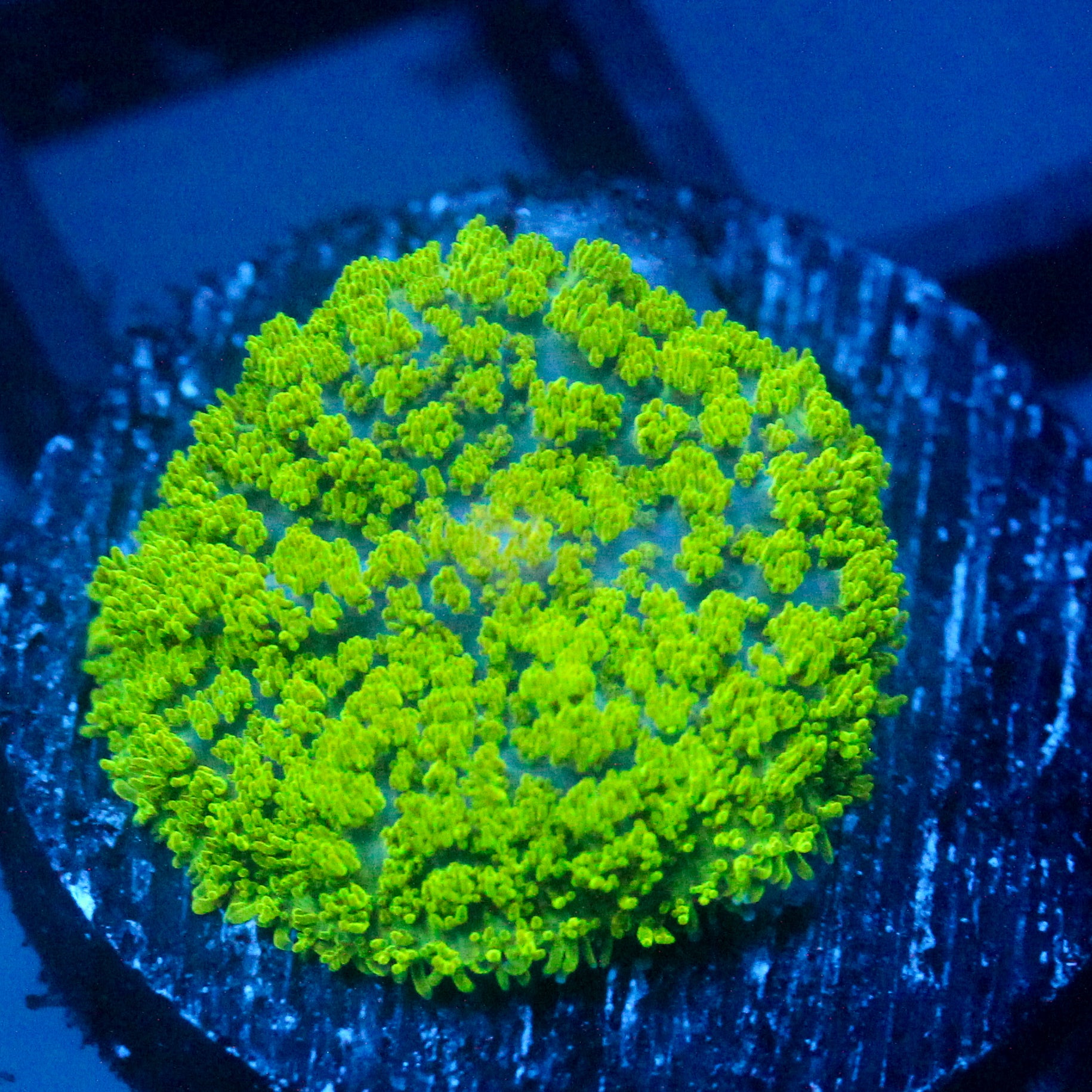 JC Neon Green Rhodactis